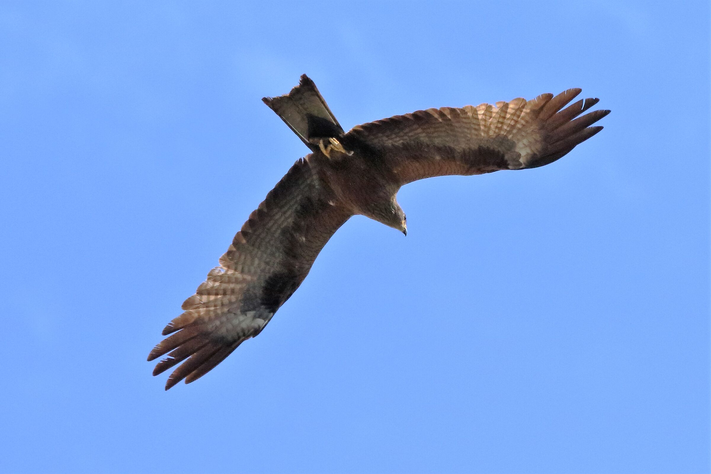 Black kite