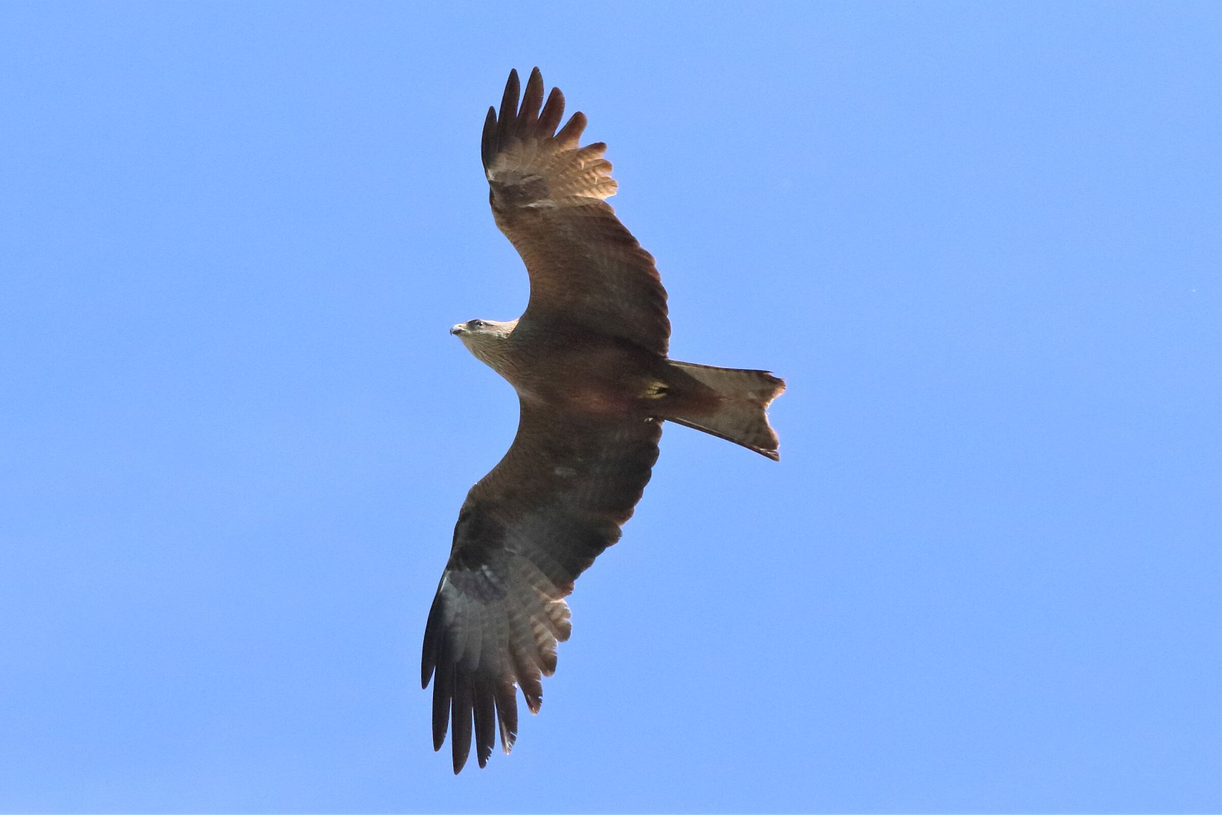 Black kite