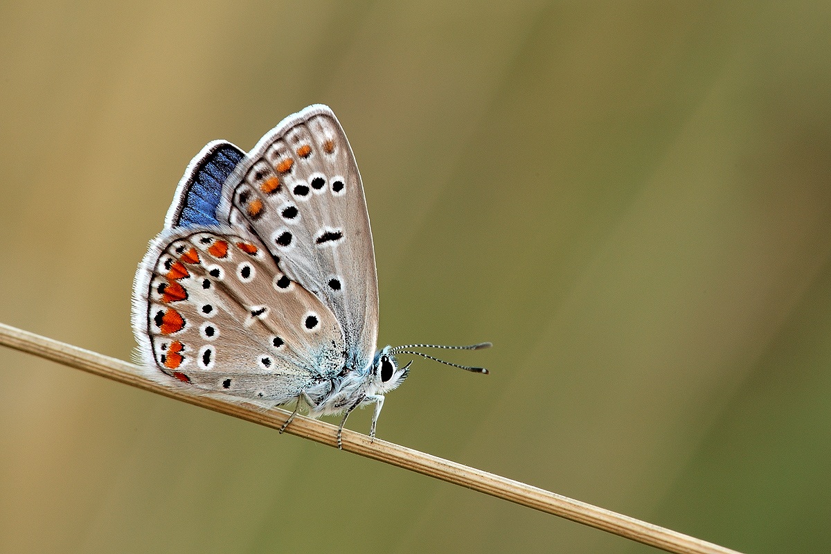 licenide stropicciato