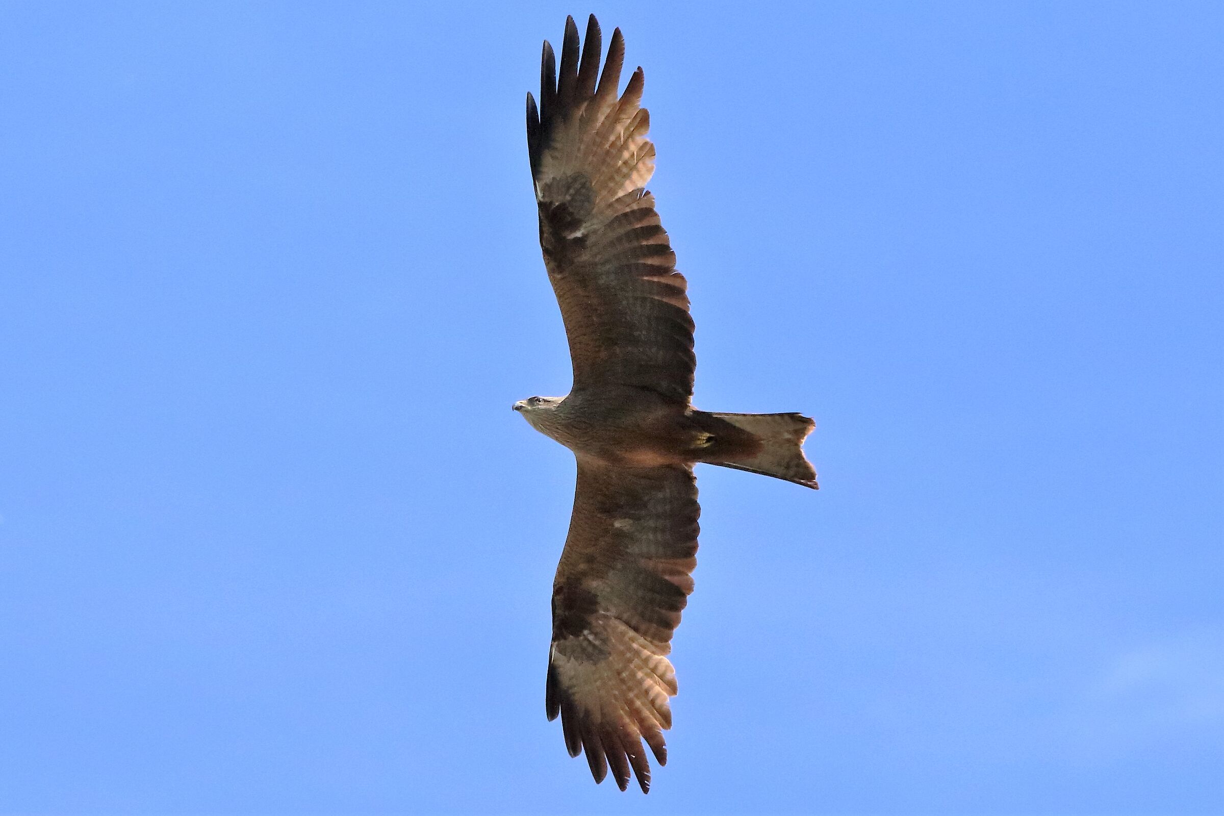Black kite