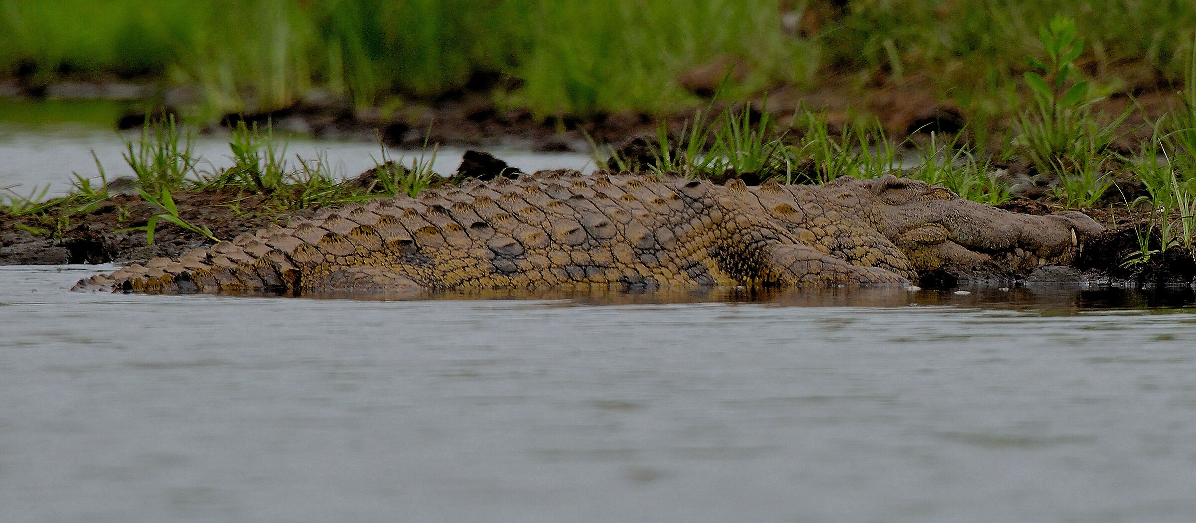 crocodile