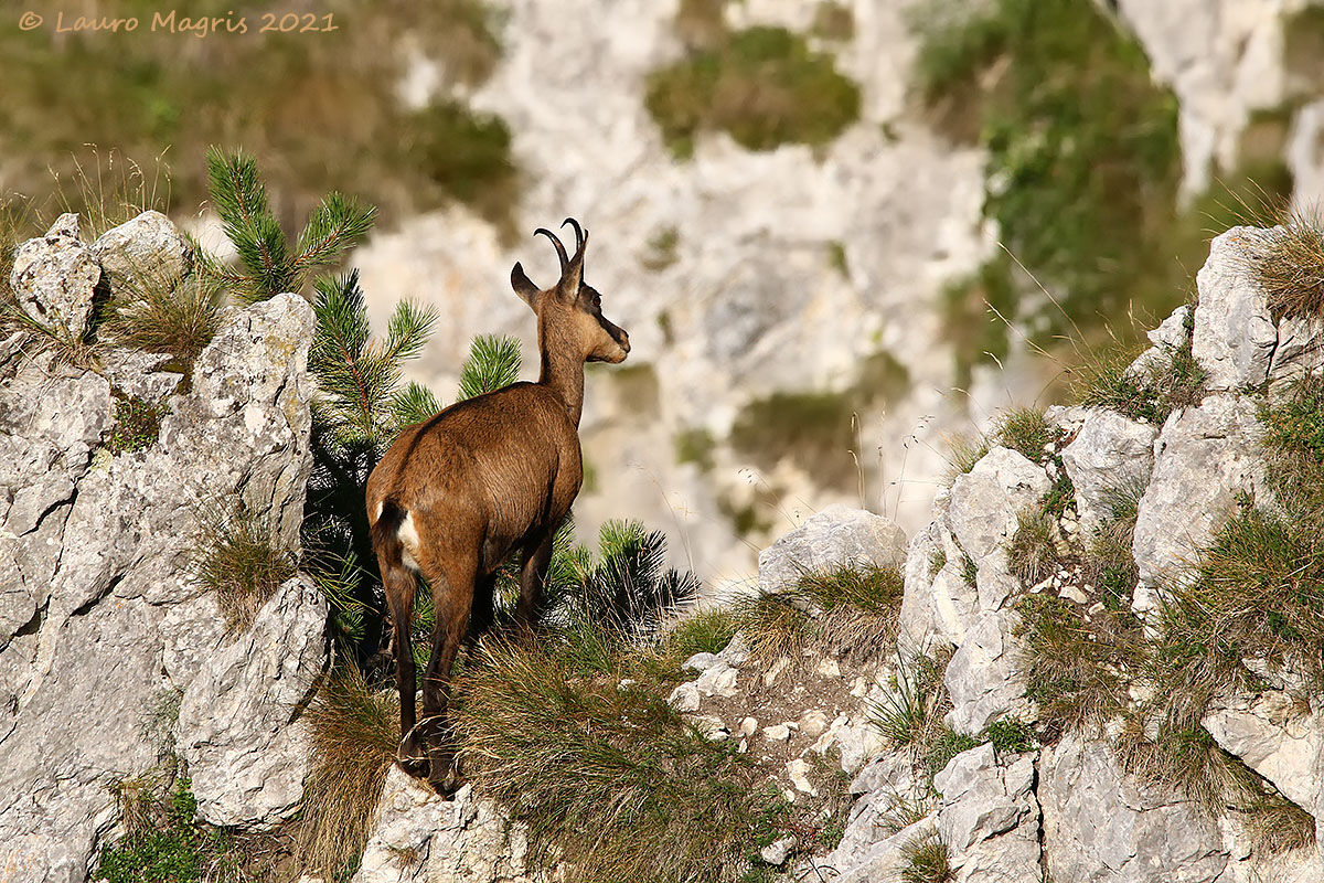 Piccolo esploratore sul crinale