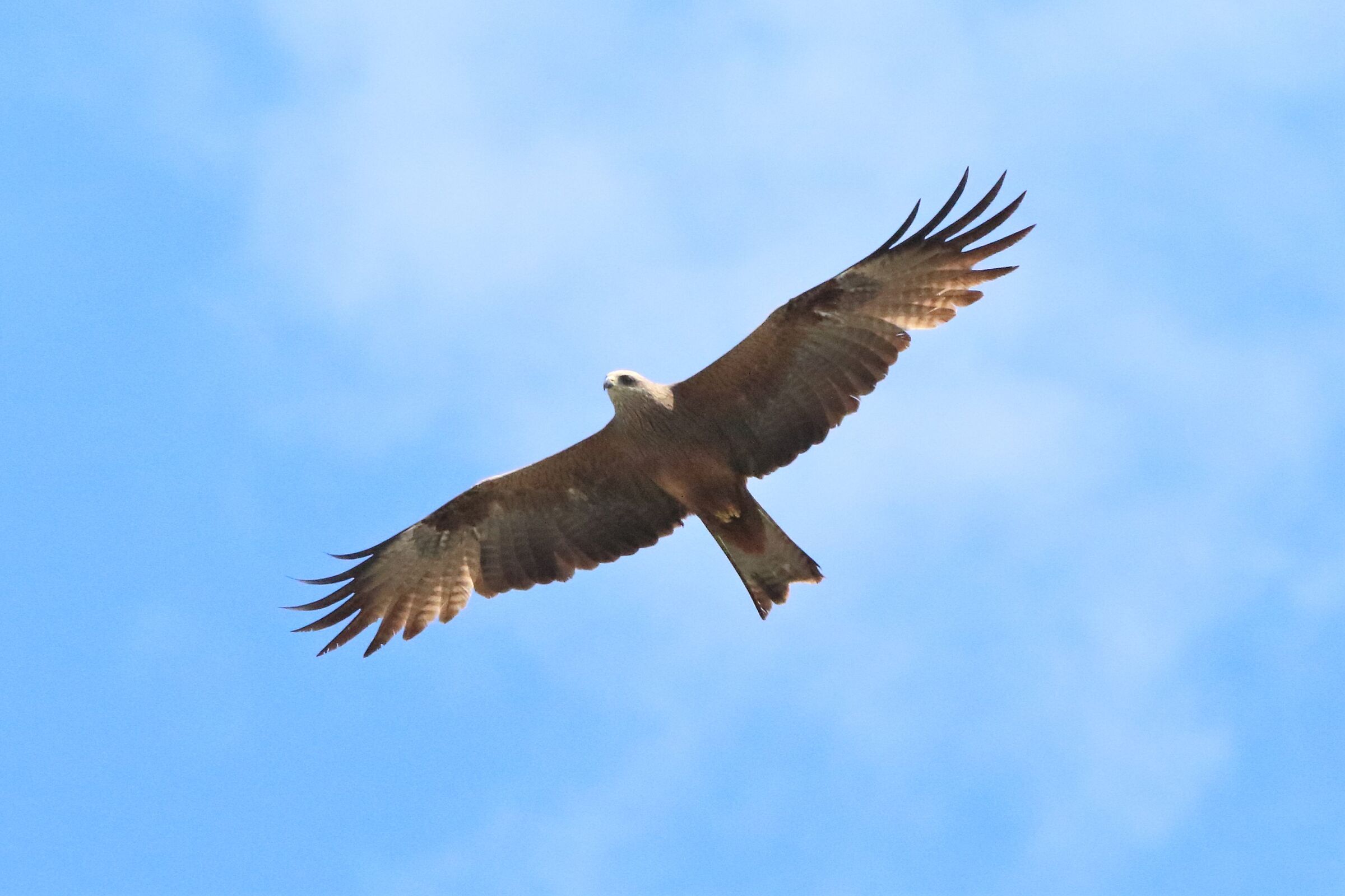 Black kite