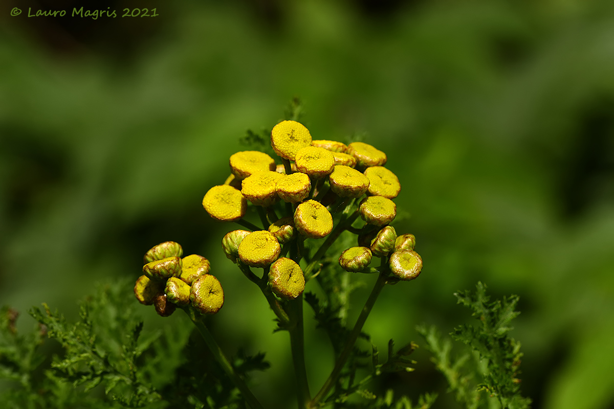 Tanacetum Vulgare (var. Crispos)