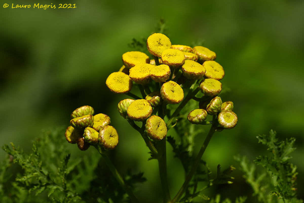 Tanacetum Vulgare
