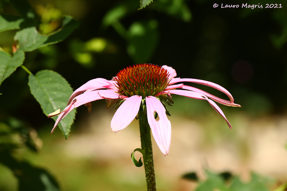 Echinacea Purpurea