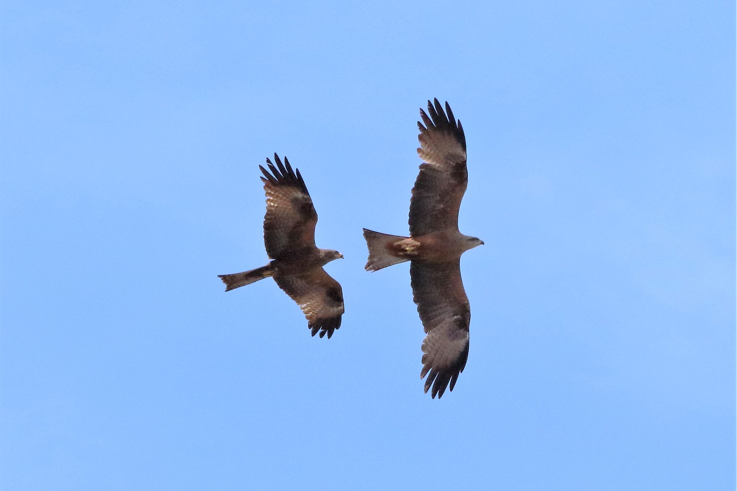 pair of brown kite