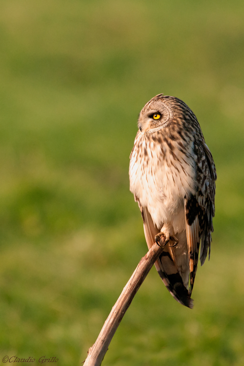Short-eared Owl
