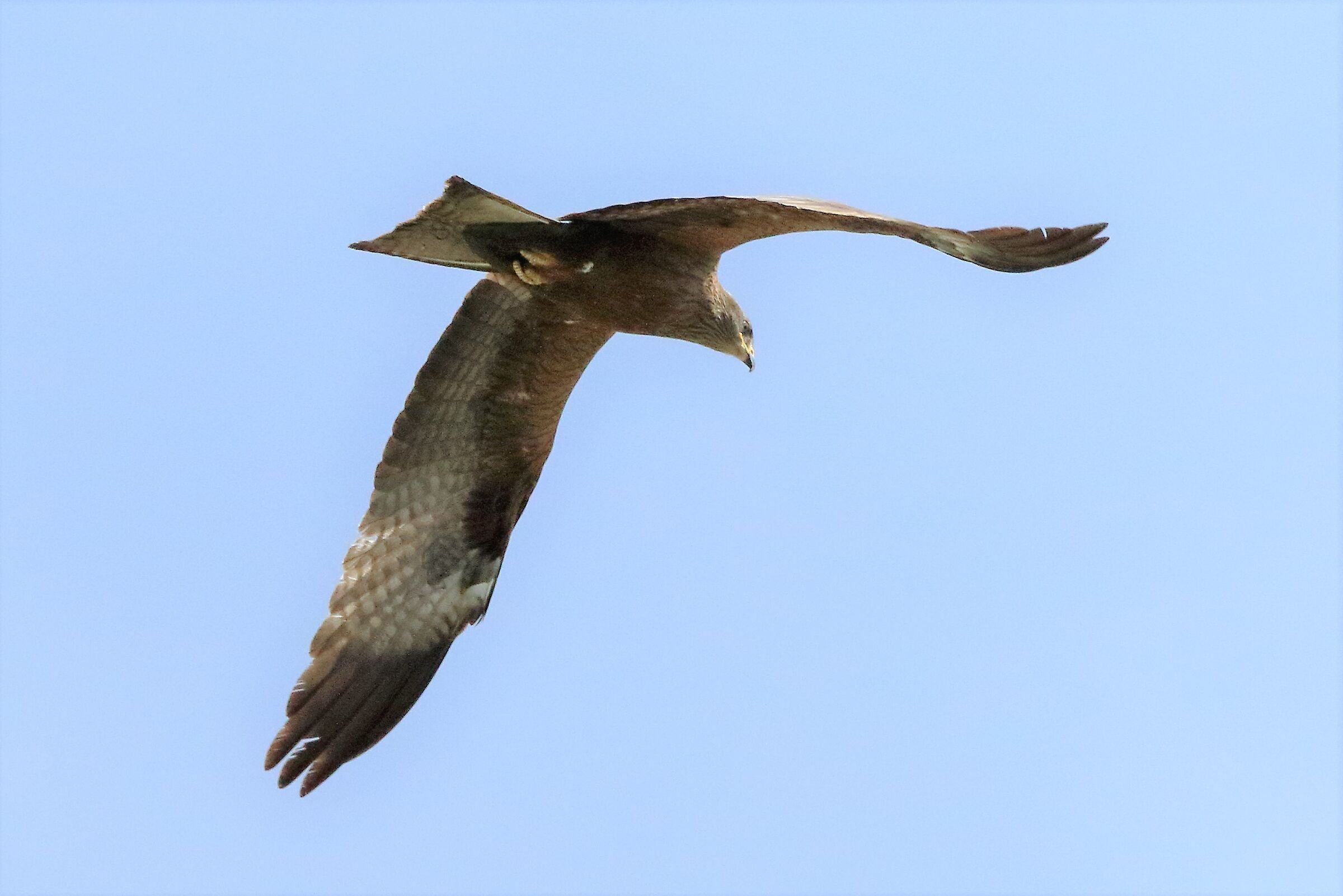 Black kite