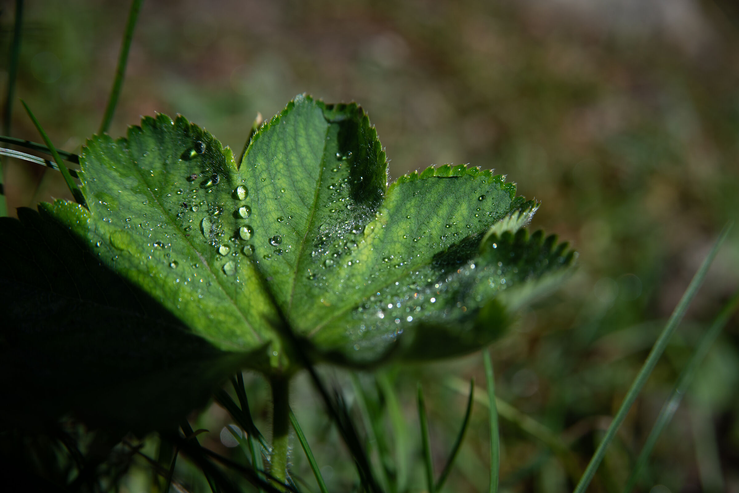 Foglia di prima mattina a Misurina