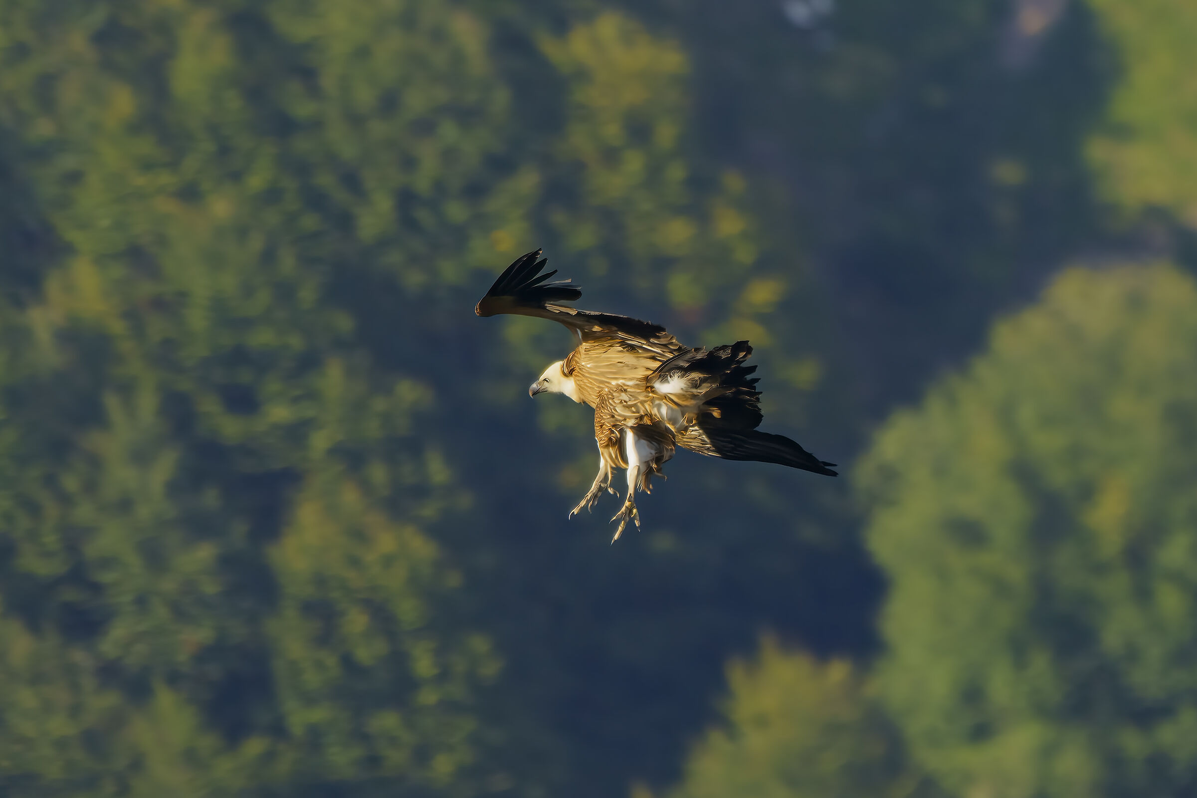 Grifone in atterraggio