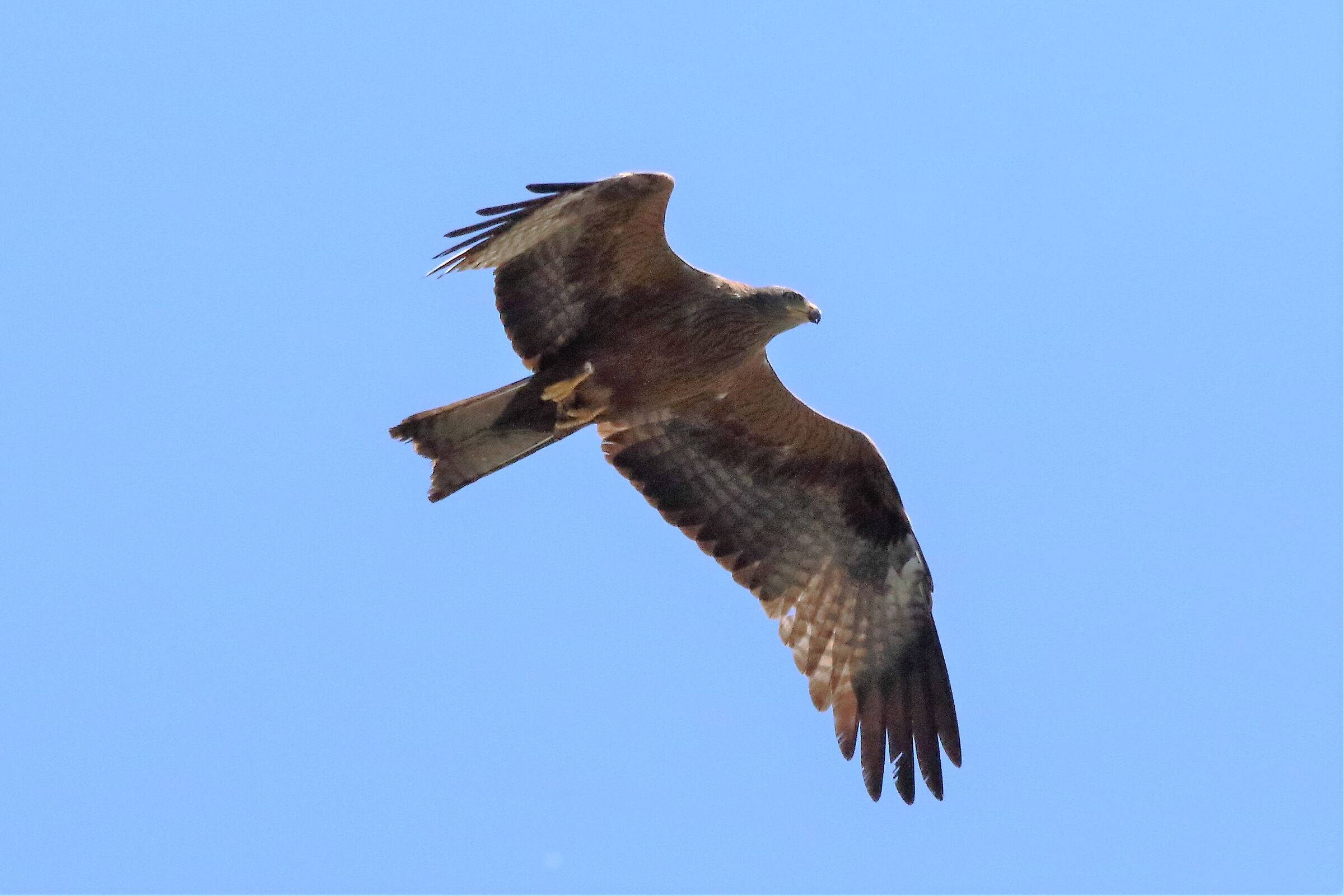 black kite