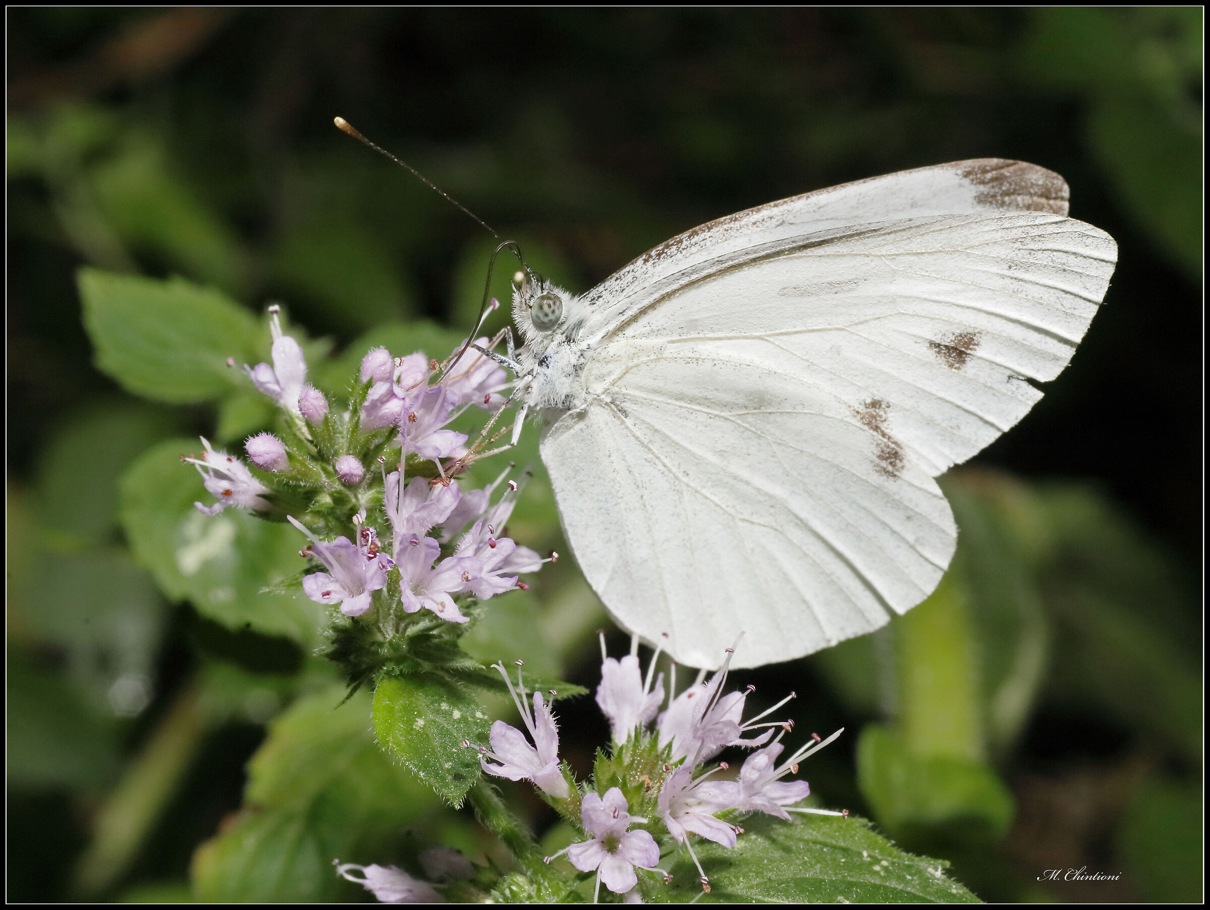 ... prove "close-up"