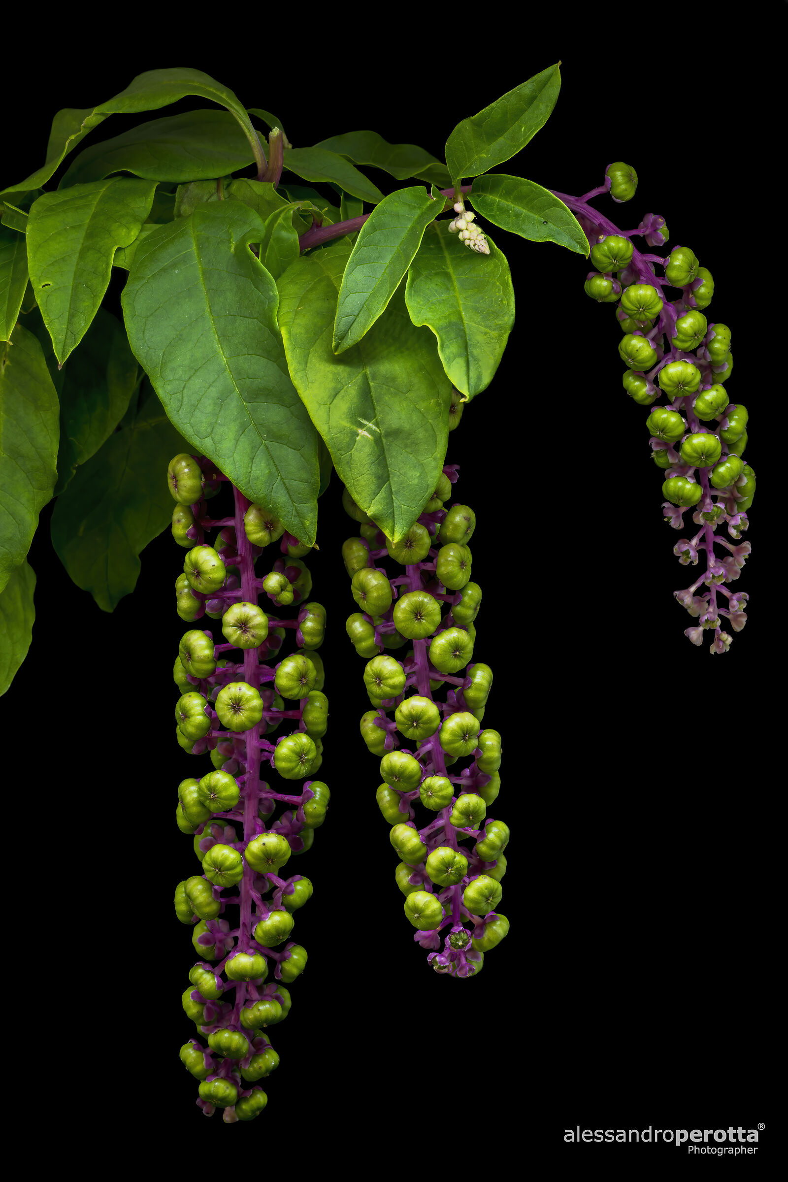 Phytolacca americana