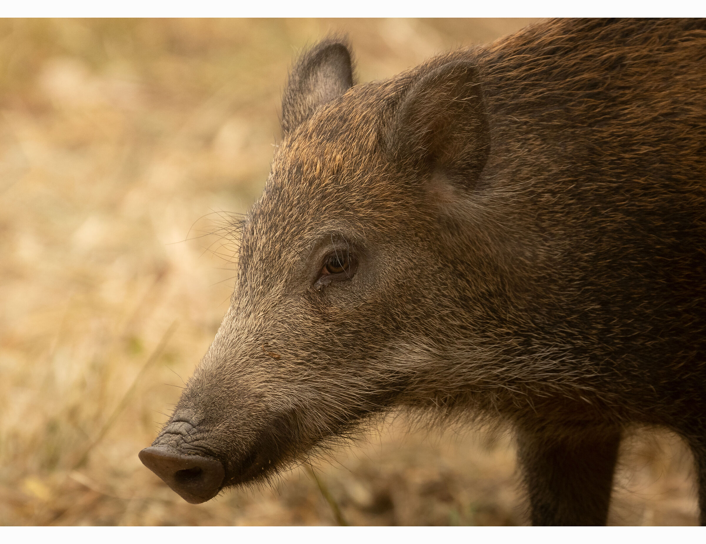 Giovane cinghiale