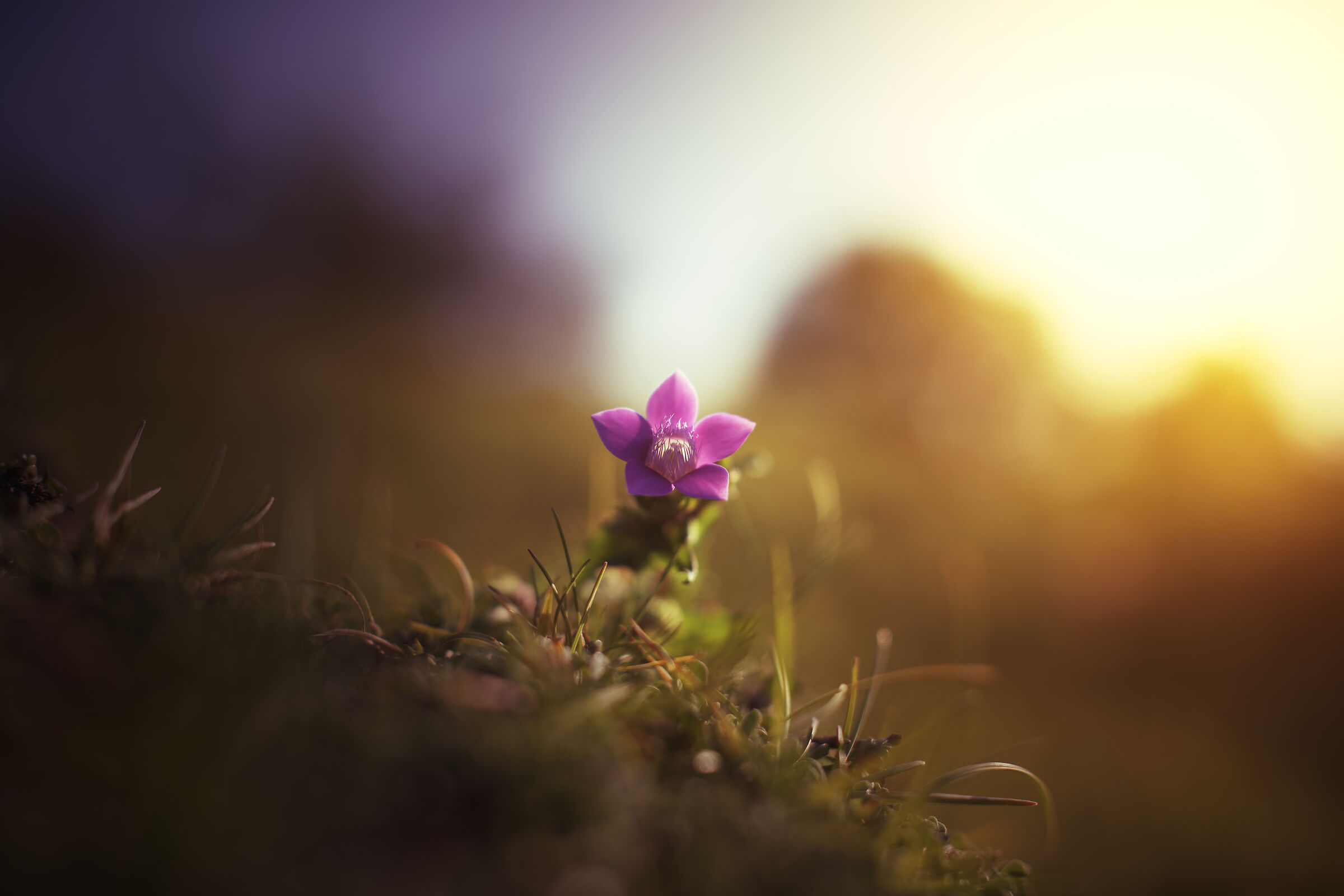 THE GENTIANELLA AMARELLA AND THE LOVE OF THE SUNSET