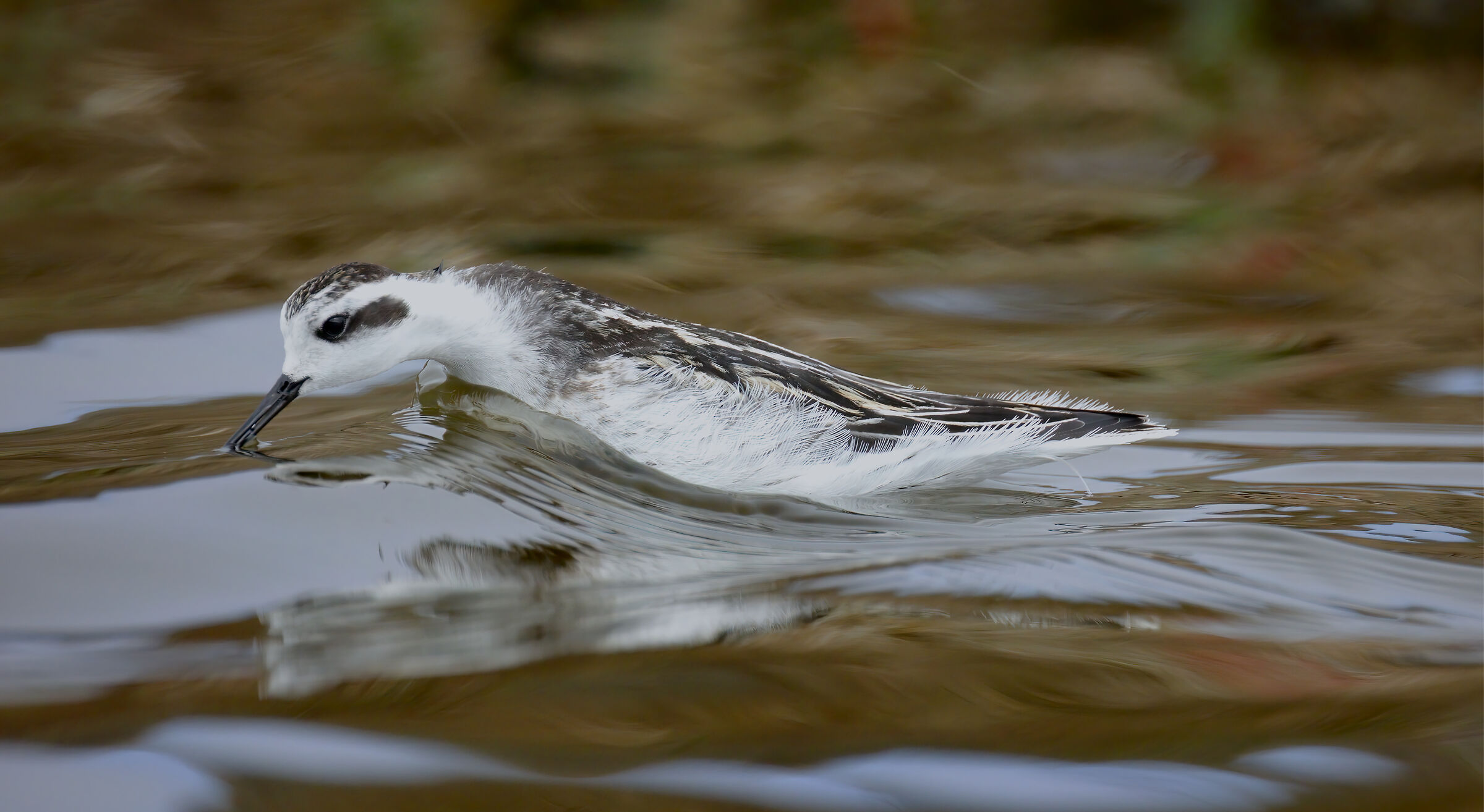swimming breststroaks