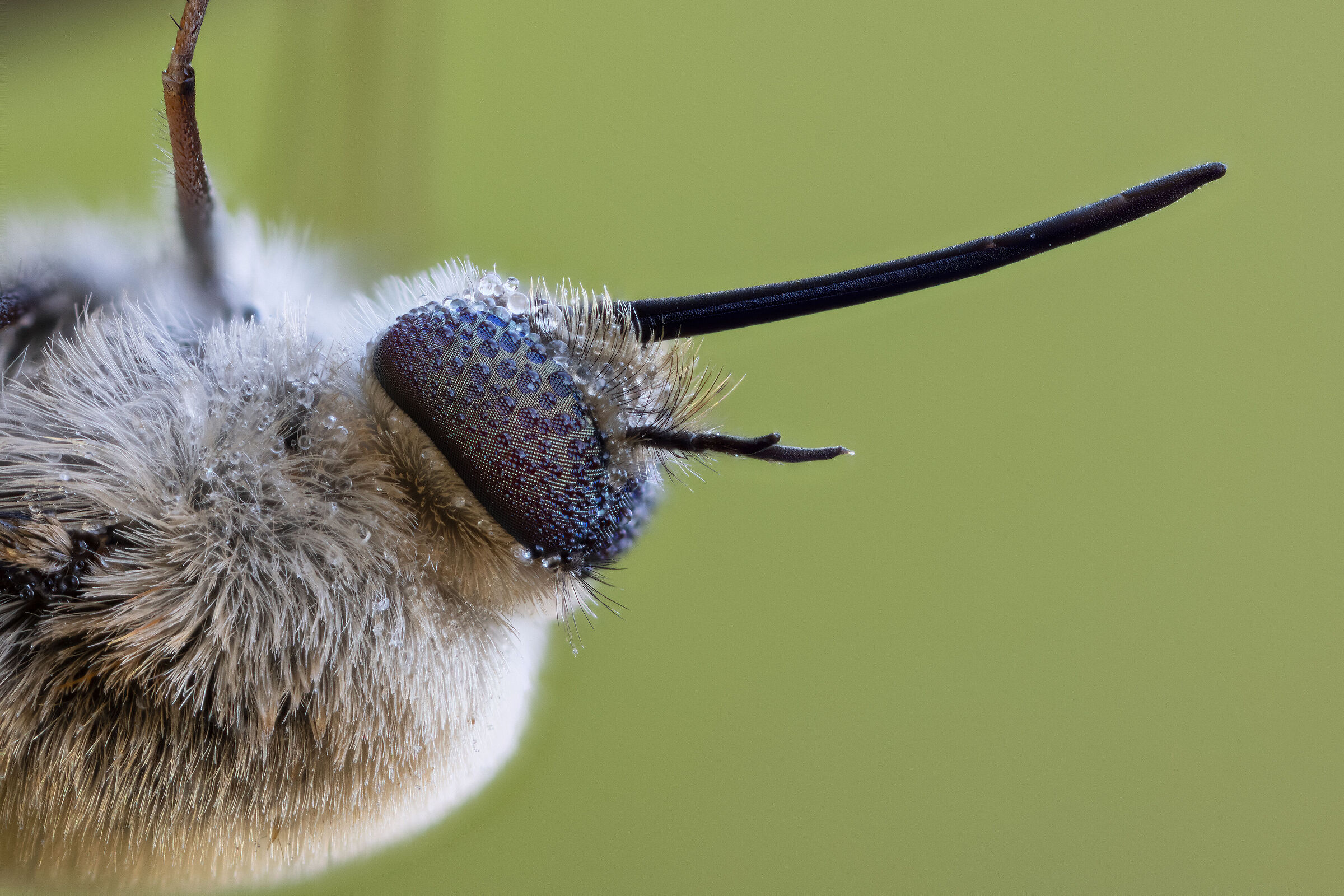 Bombylius major