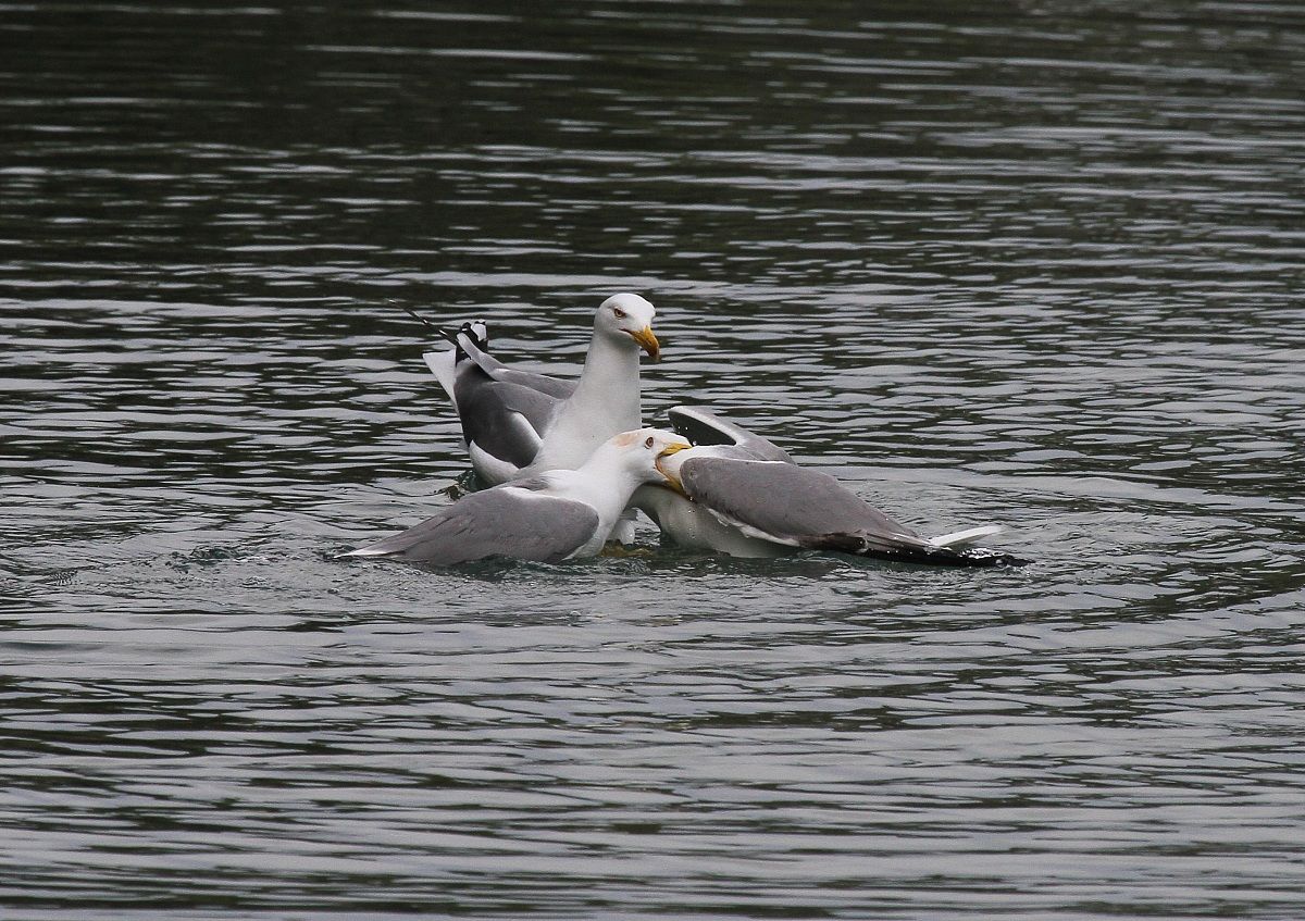 Gabbiani in lotta e spettatore...o spettatrice?