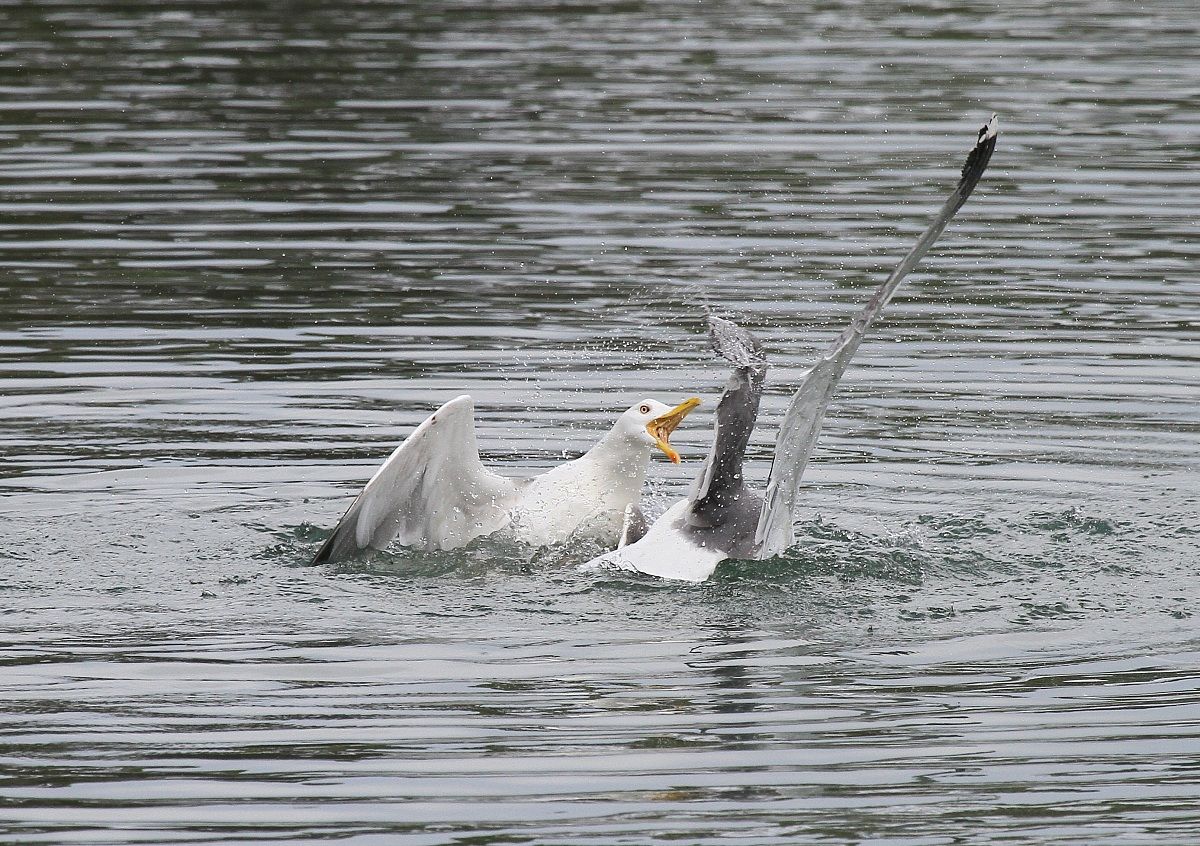 Lotta sempre più feroce
