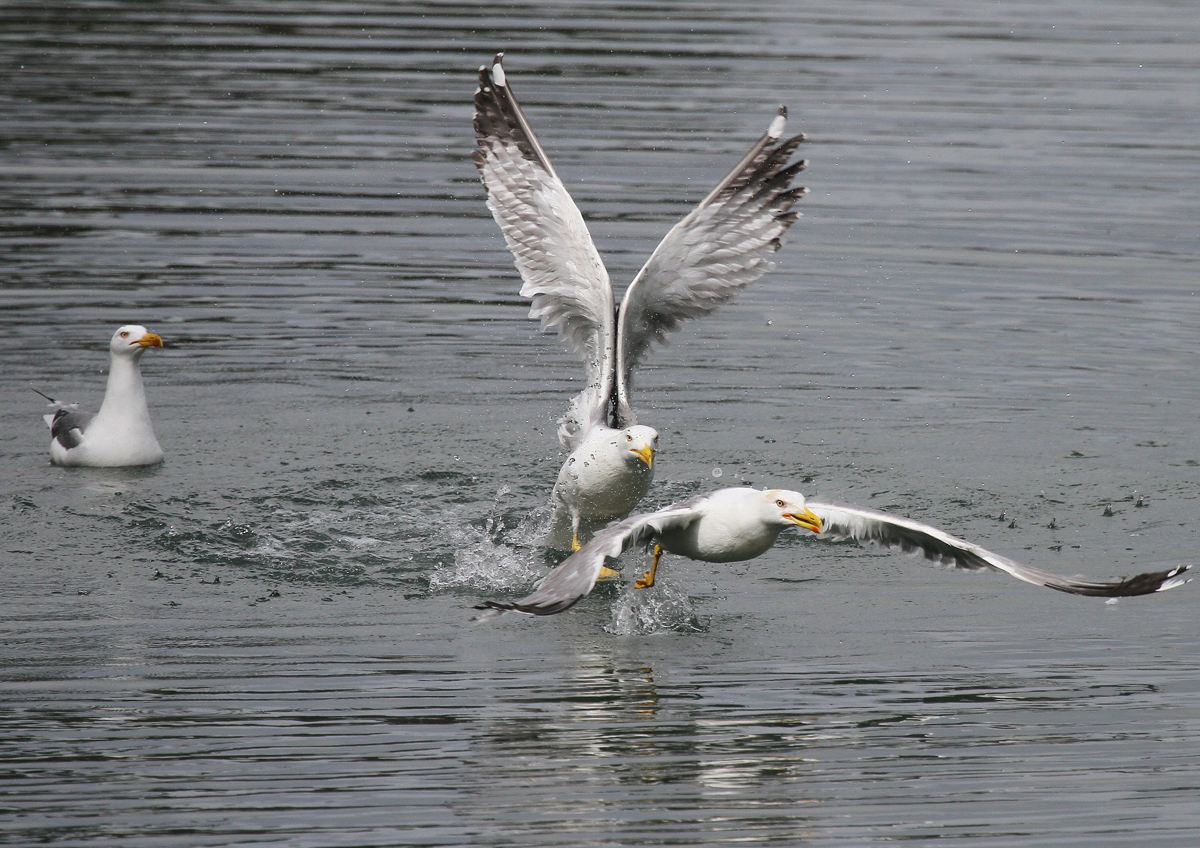 All'inseguimento ...e quella guarda!!!!