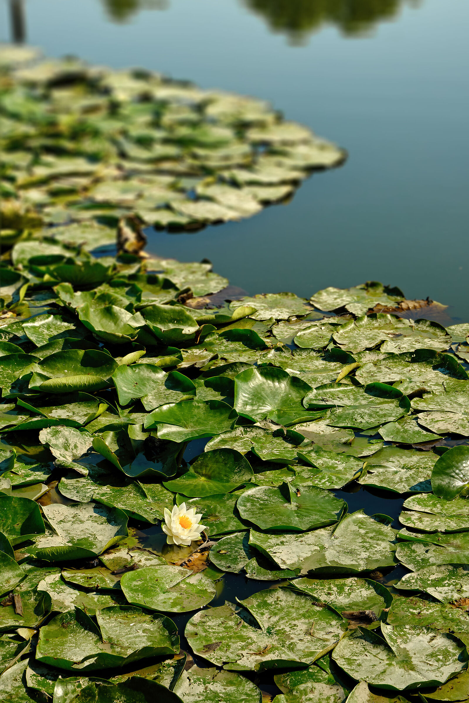 Waiting for the muse of the lake