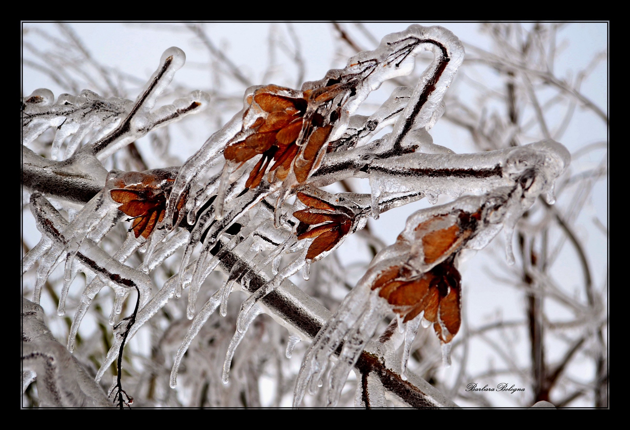 intrappolate nel ghiaccio
