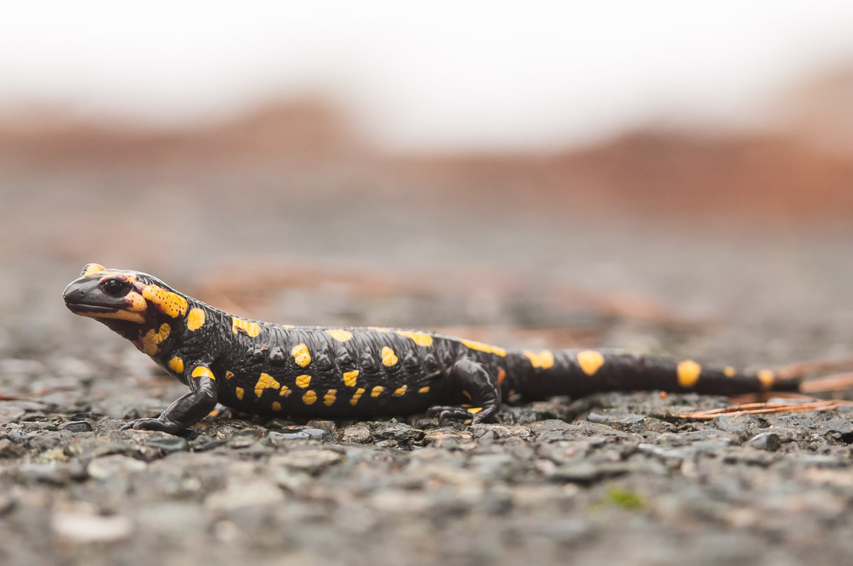 salamander out ... place ...