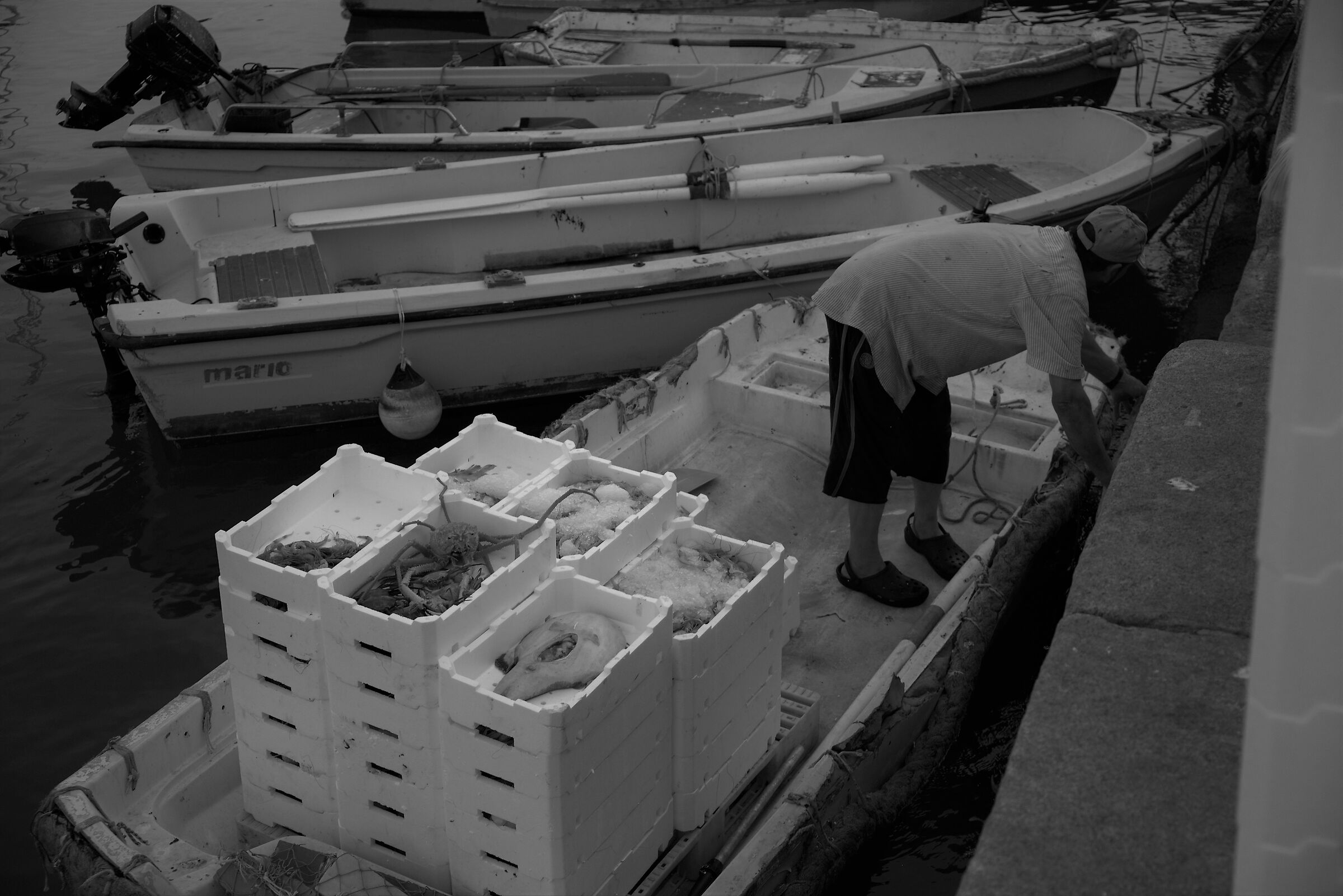 catch of the day (Rapallo)