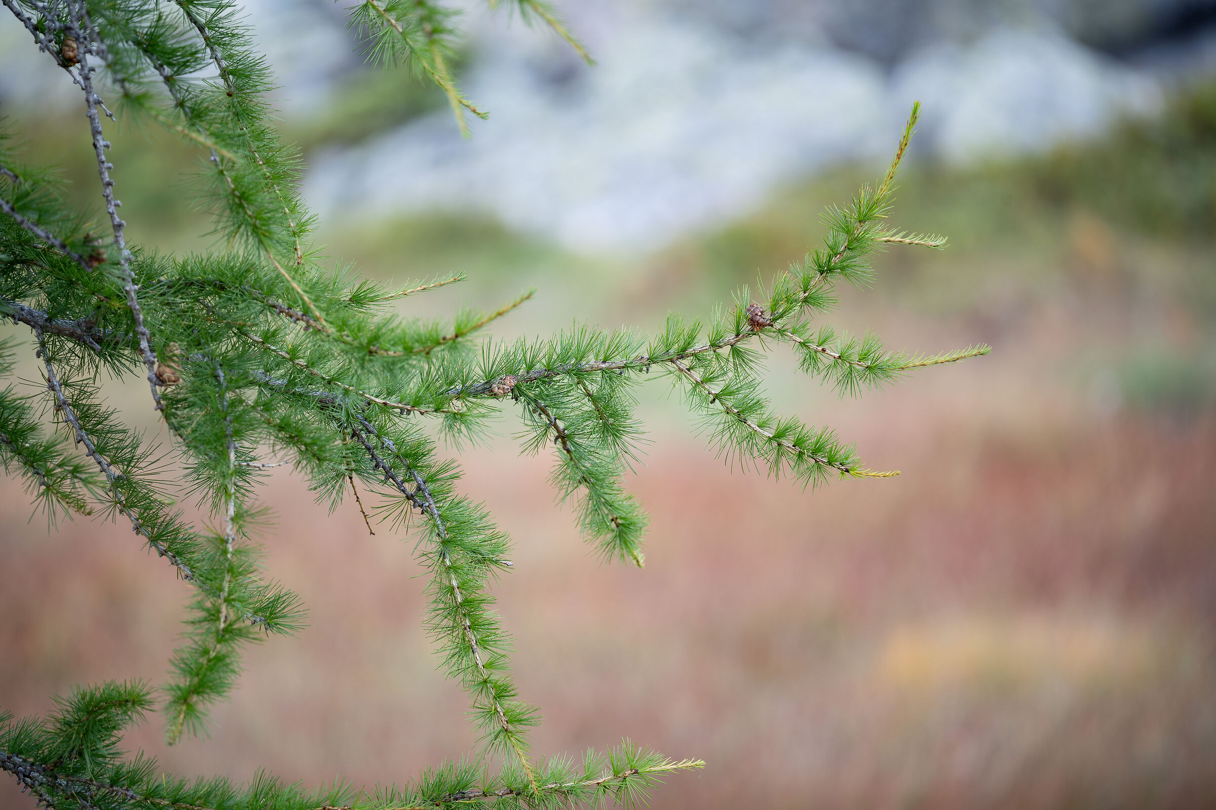 Sample Sigma 100-400 DN @ 400mm