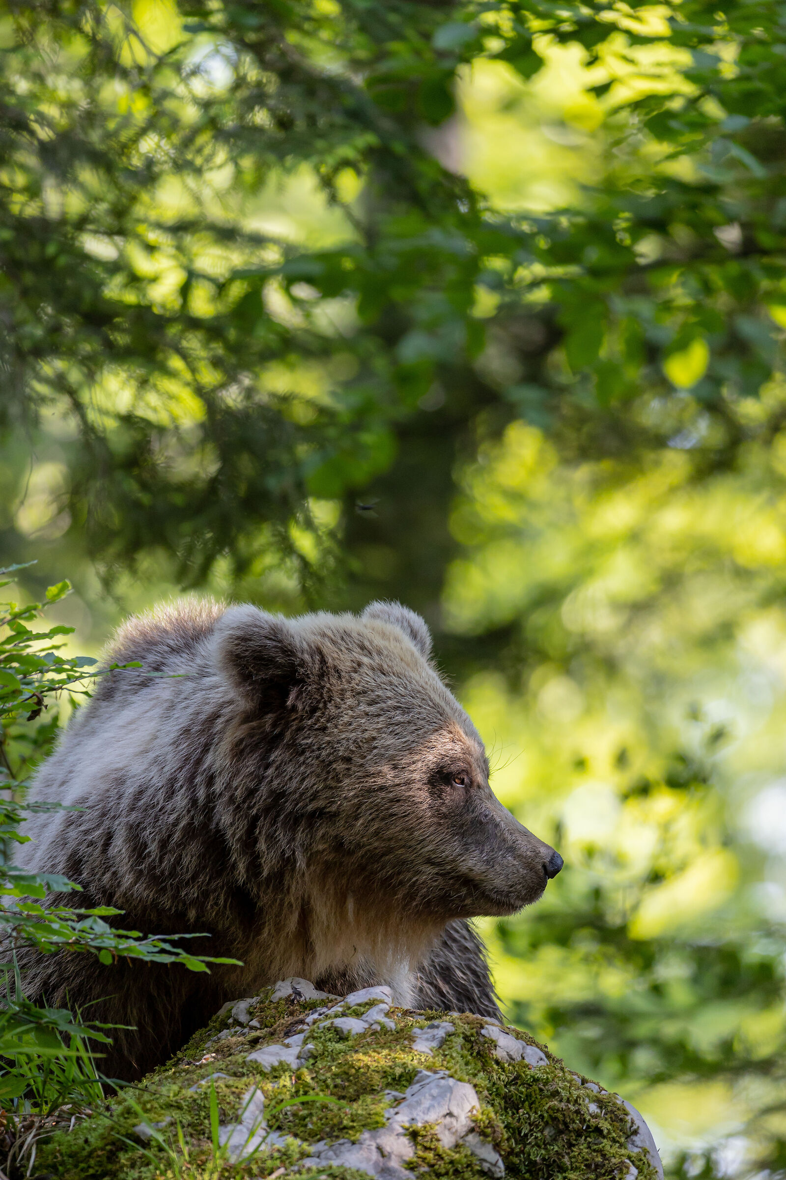 La malinconia - Melancholy