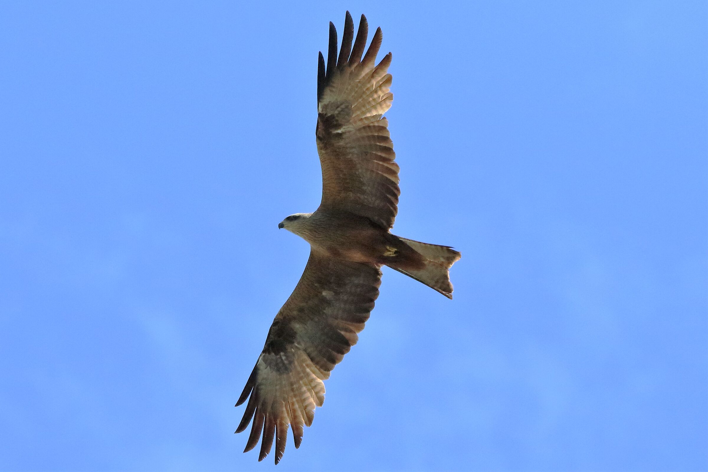 Black kite