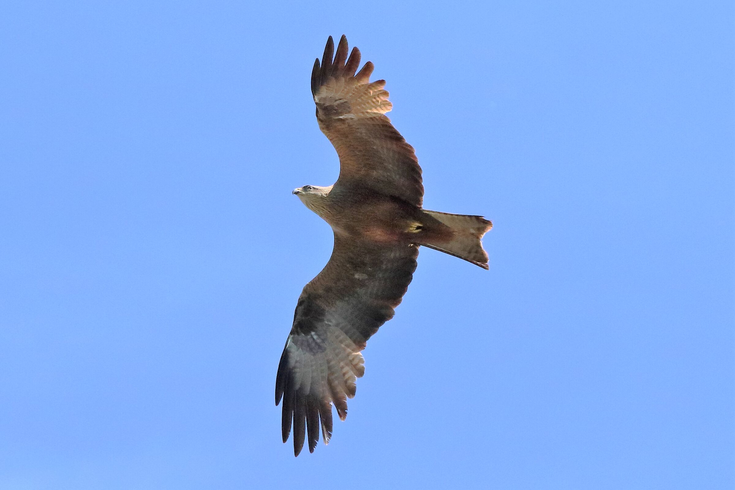 Black kite