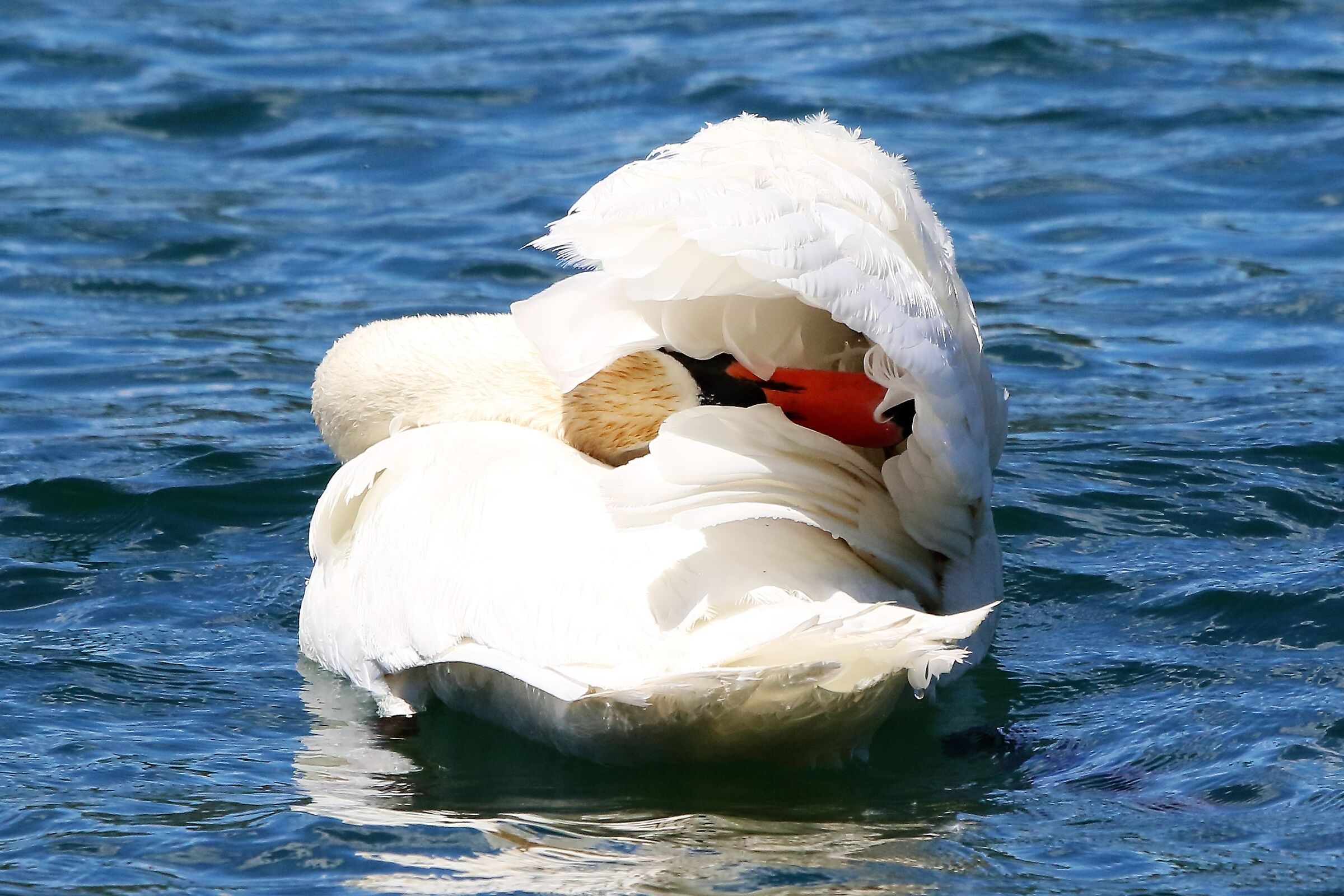 swan