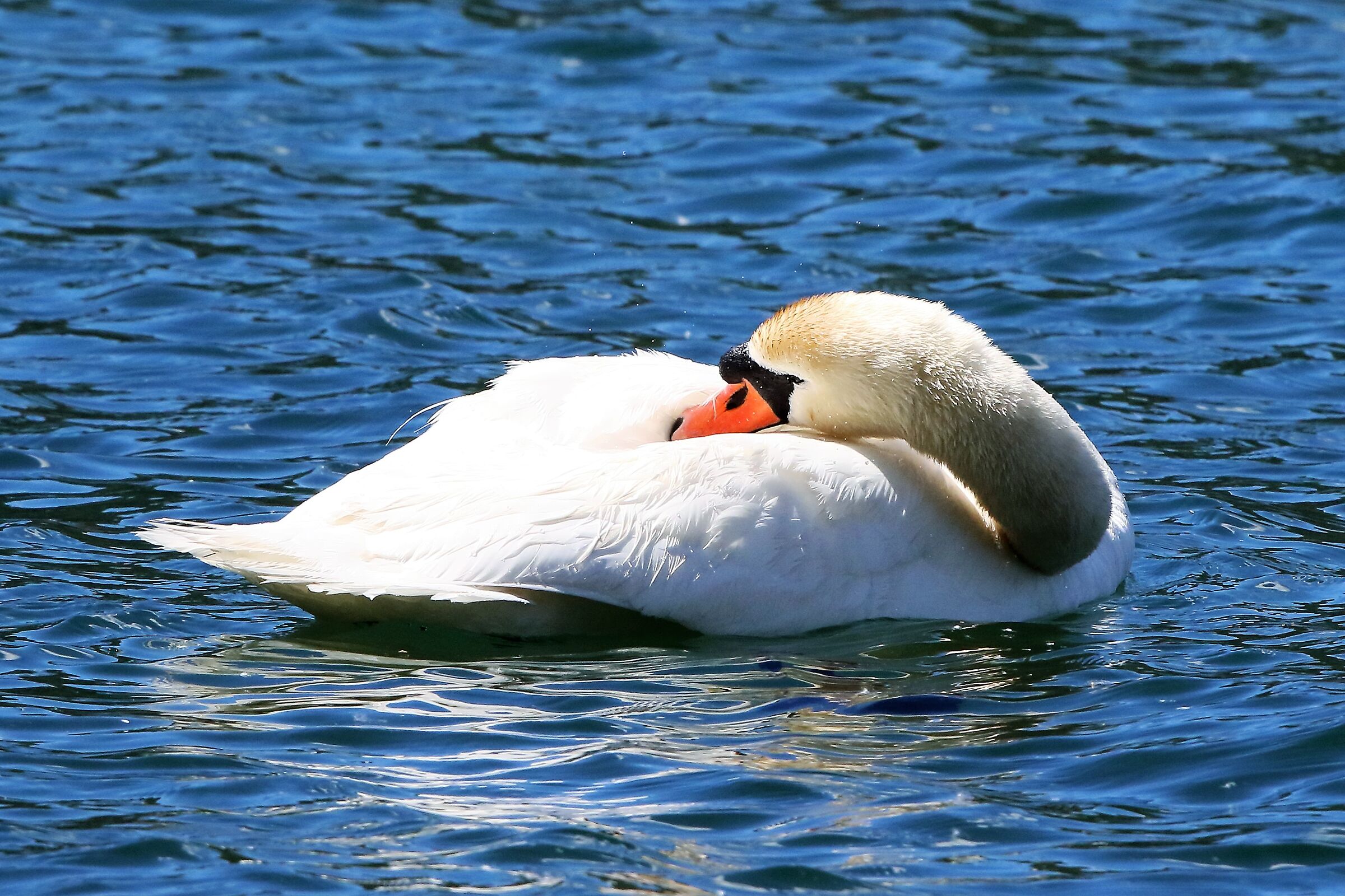 swan