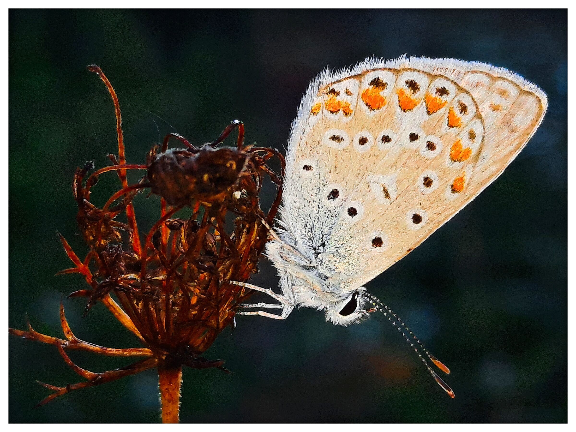 Plebejus argus #1