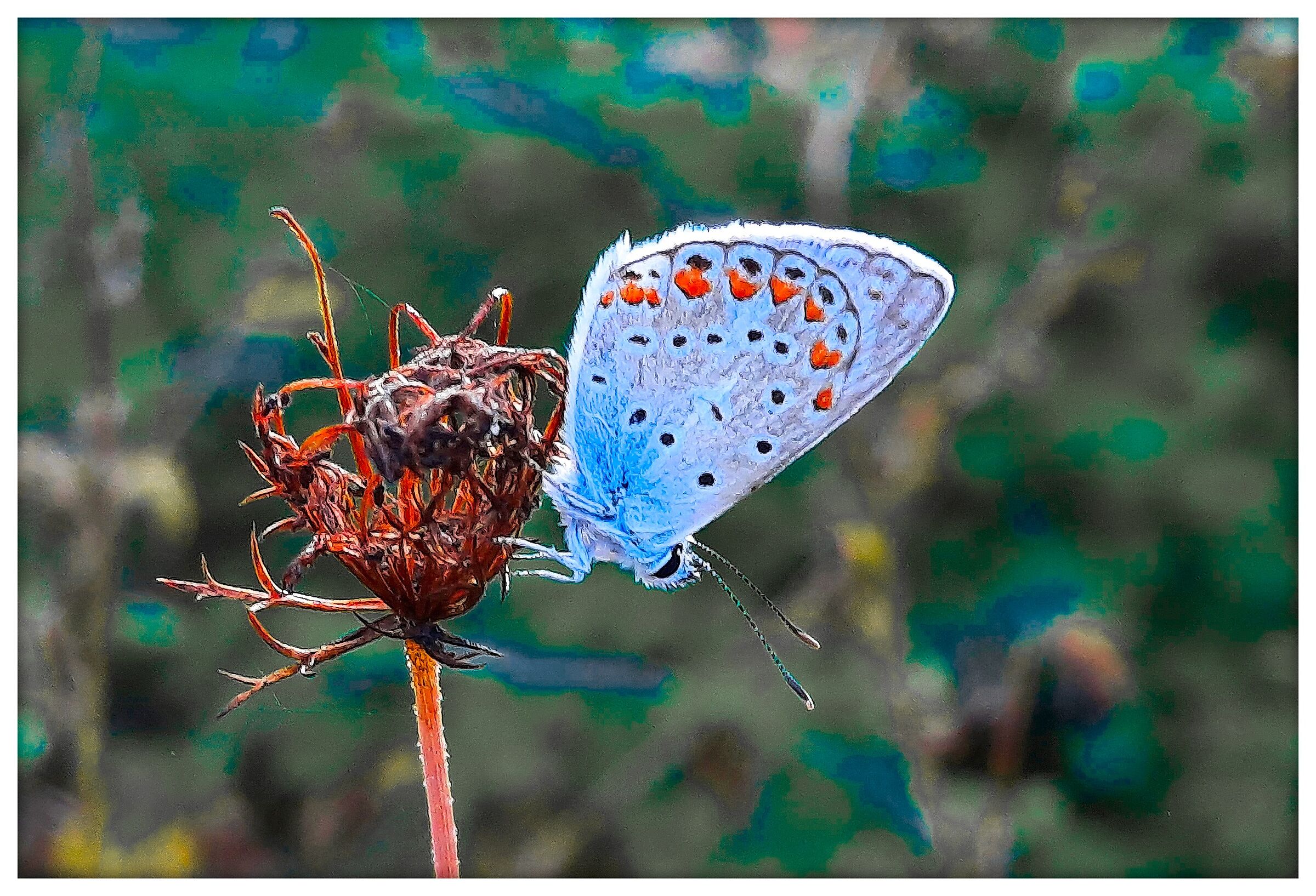 Plebejus argus #2