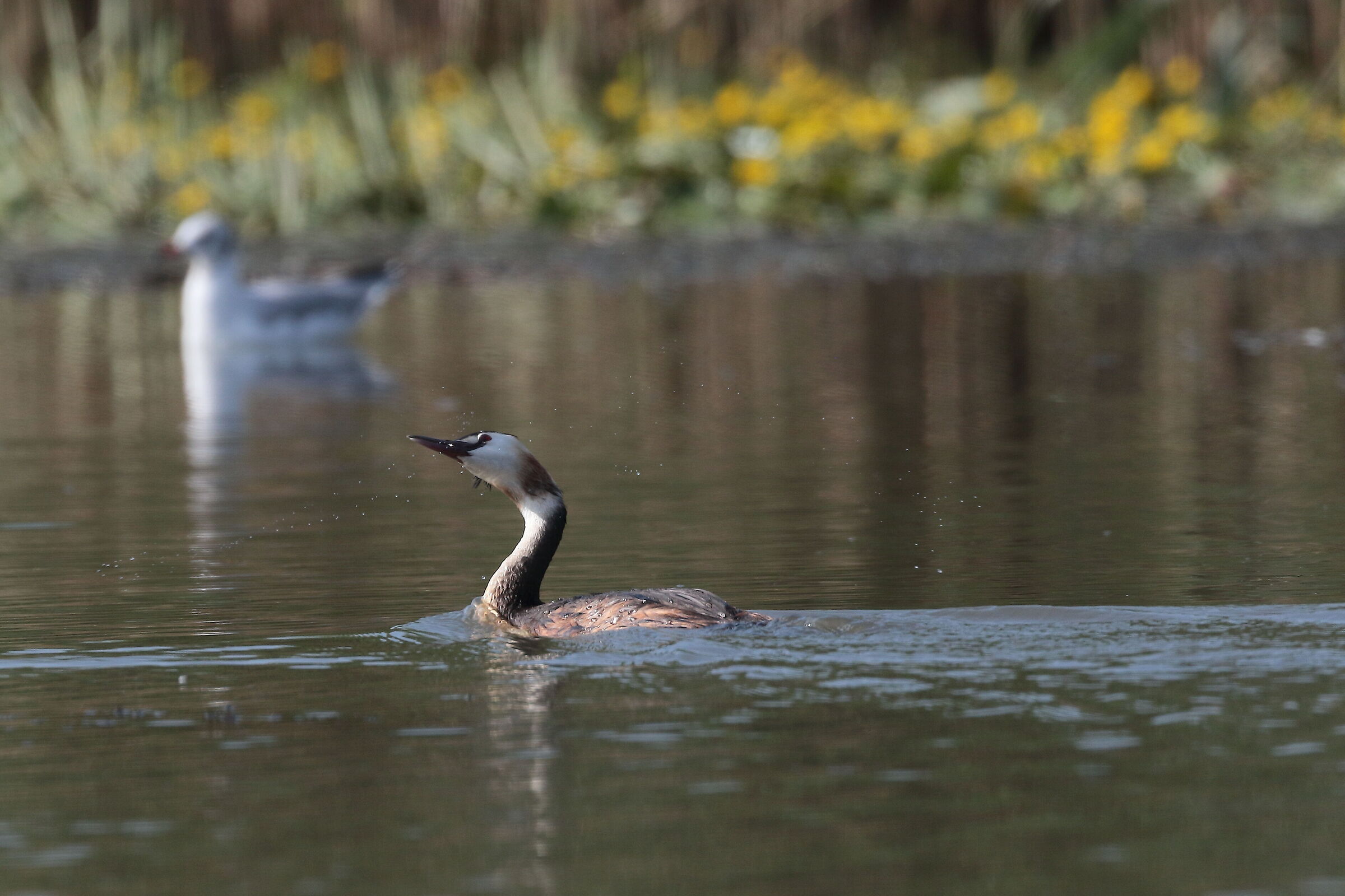 svasso contorsionista