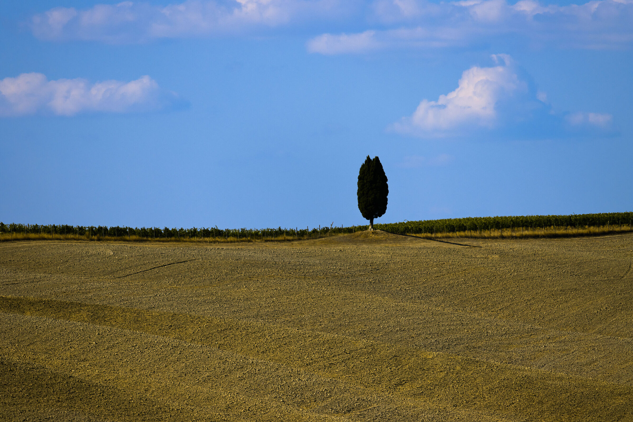 Cipresso solitario