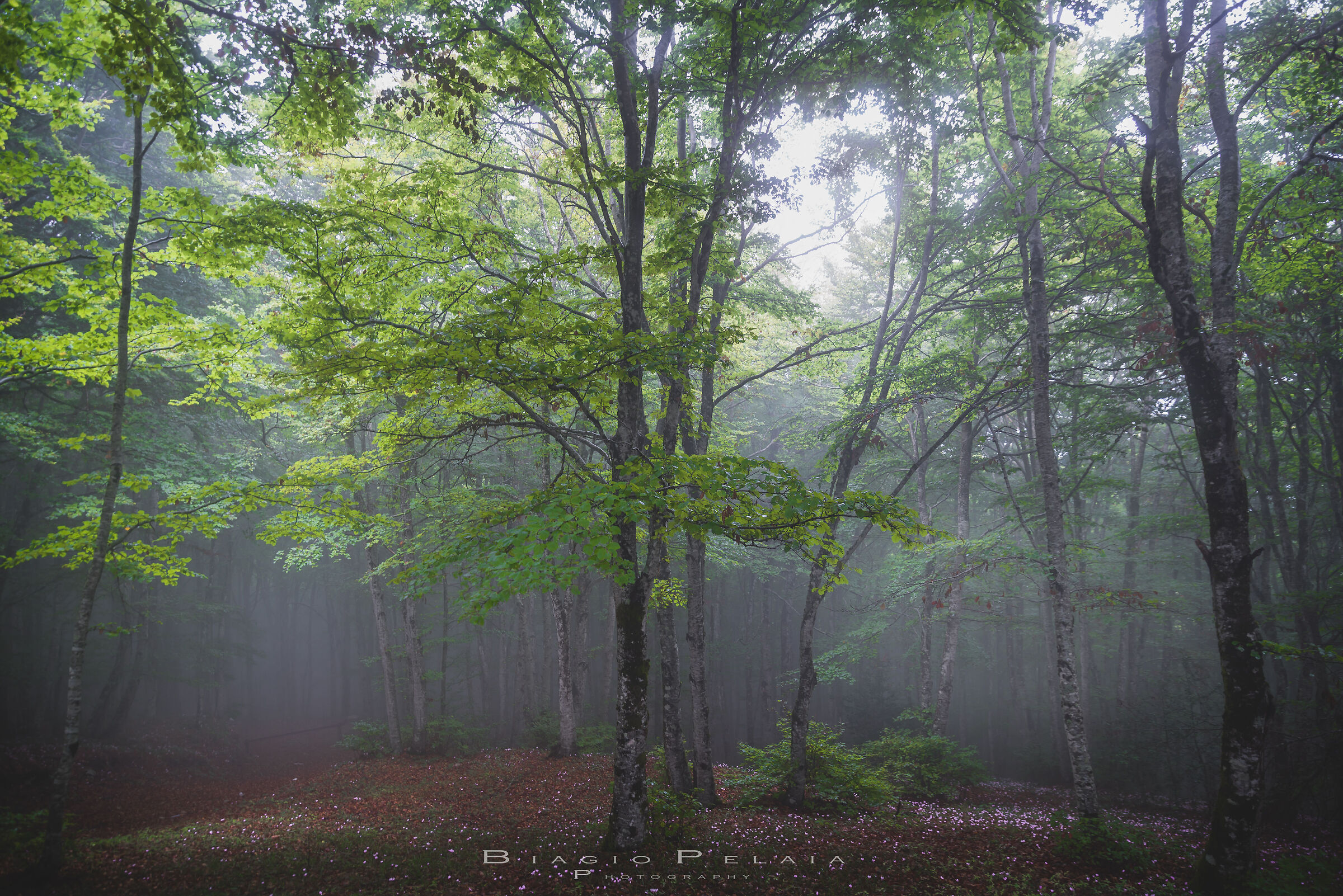 Foggy