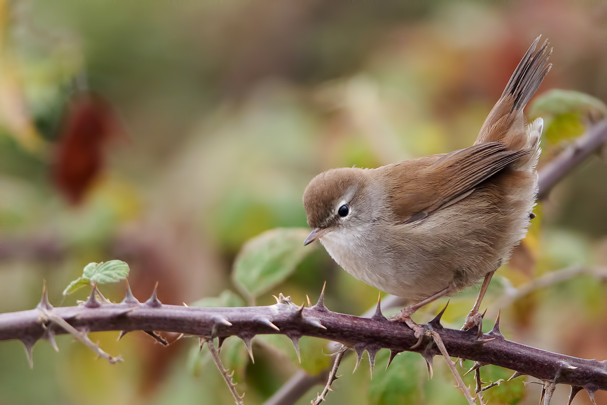 Cetti's Warbler (Cettia concepts)