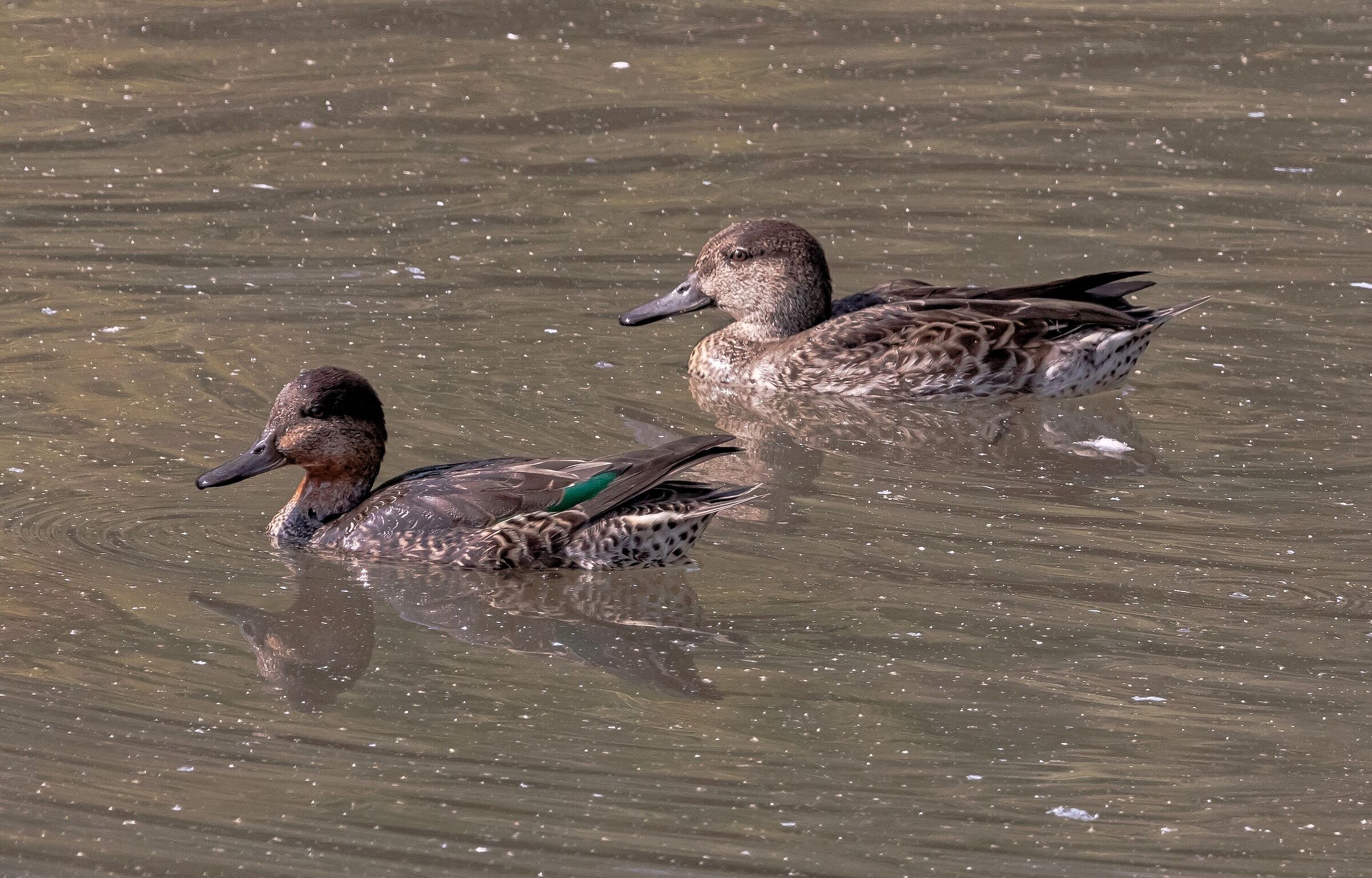 Alzavola e Germano Reale femmine Oasi Lipu 13/09/2021