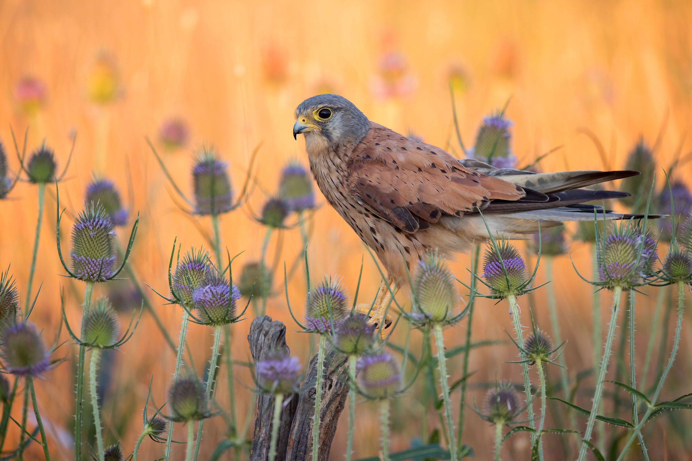 Kestrel