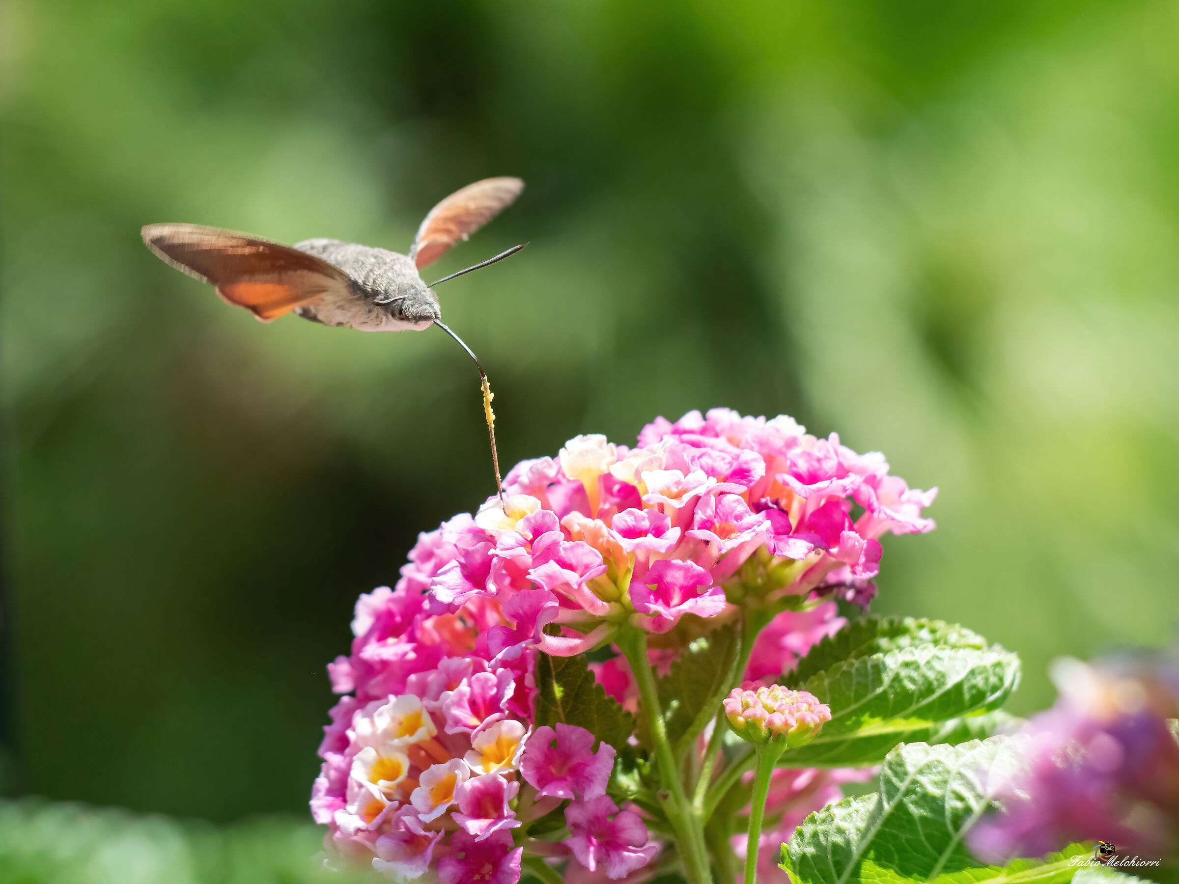 The Sphinx of Galio 2