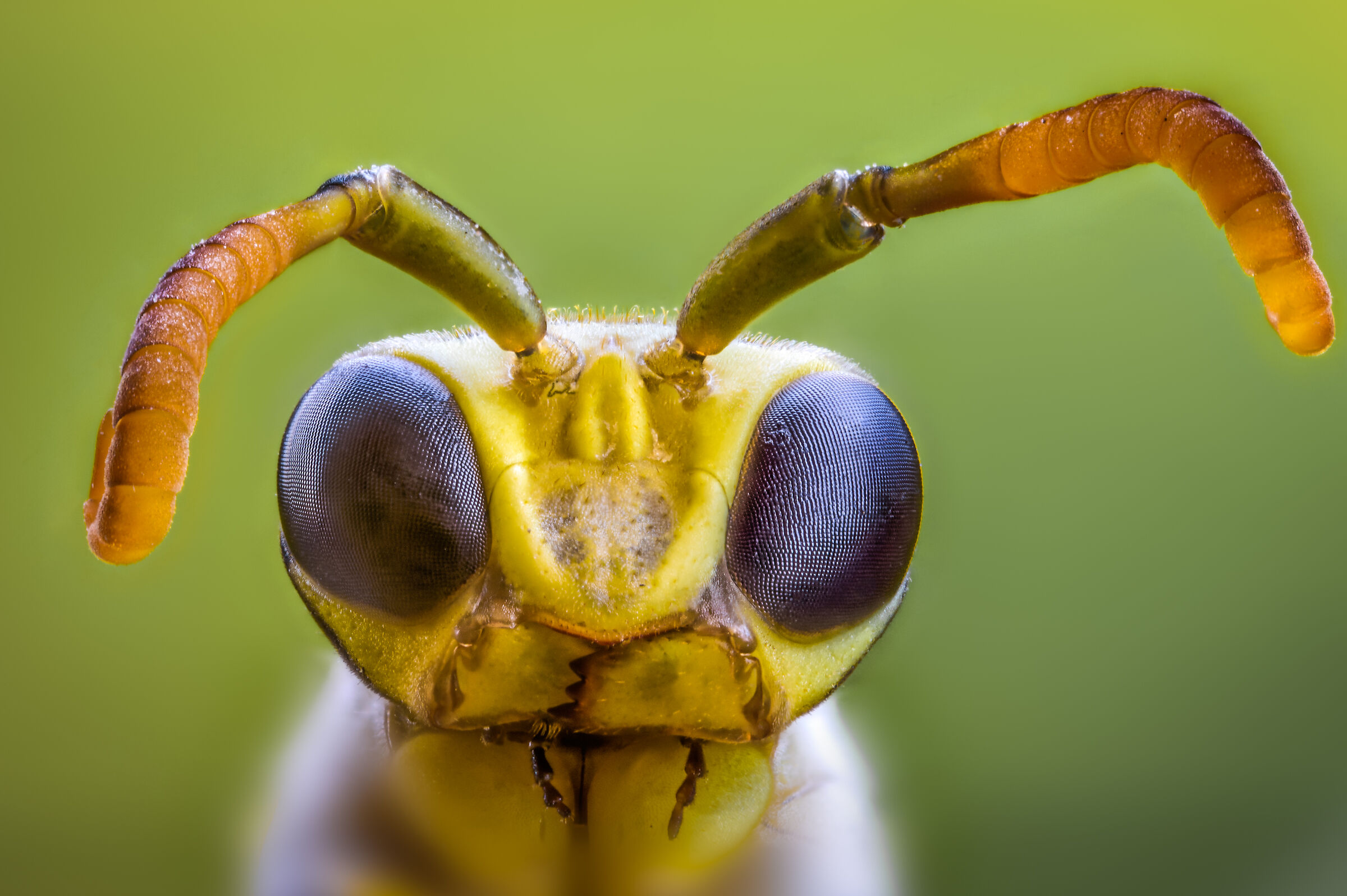 Ritratto di un alieno!