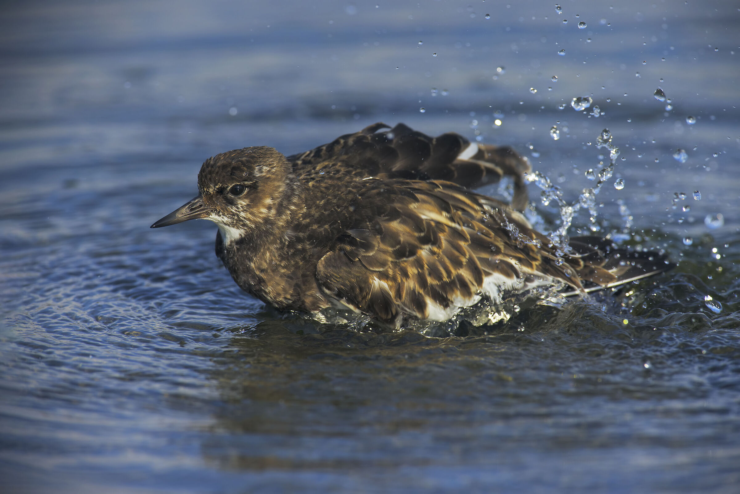 Voltapietre tramonto