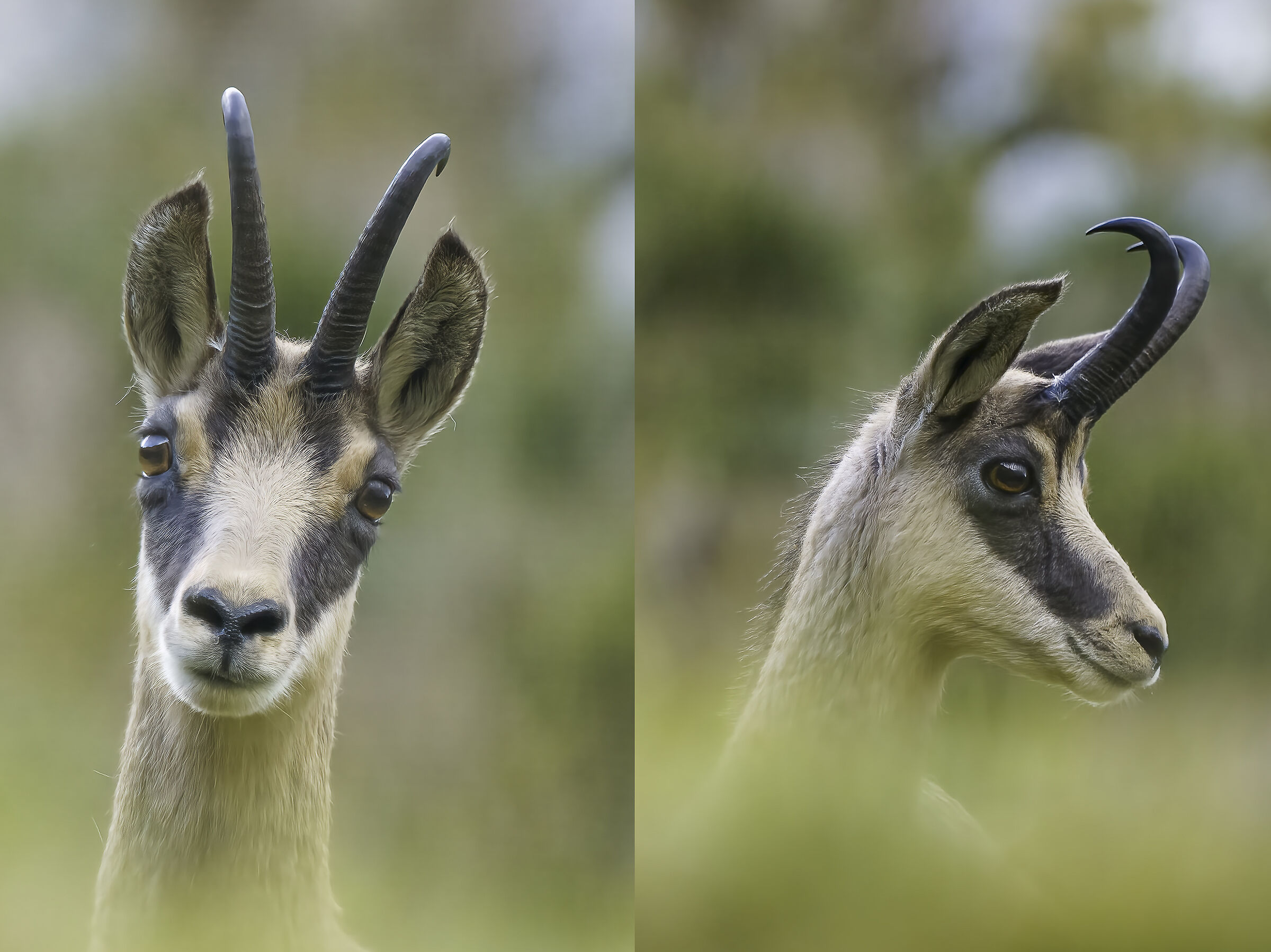 Camoscio frontale e di profilo