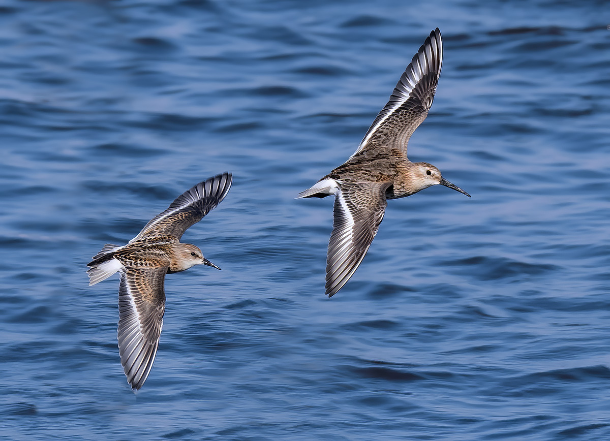 Piovanello and Gambecchio
