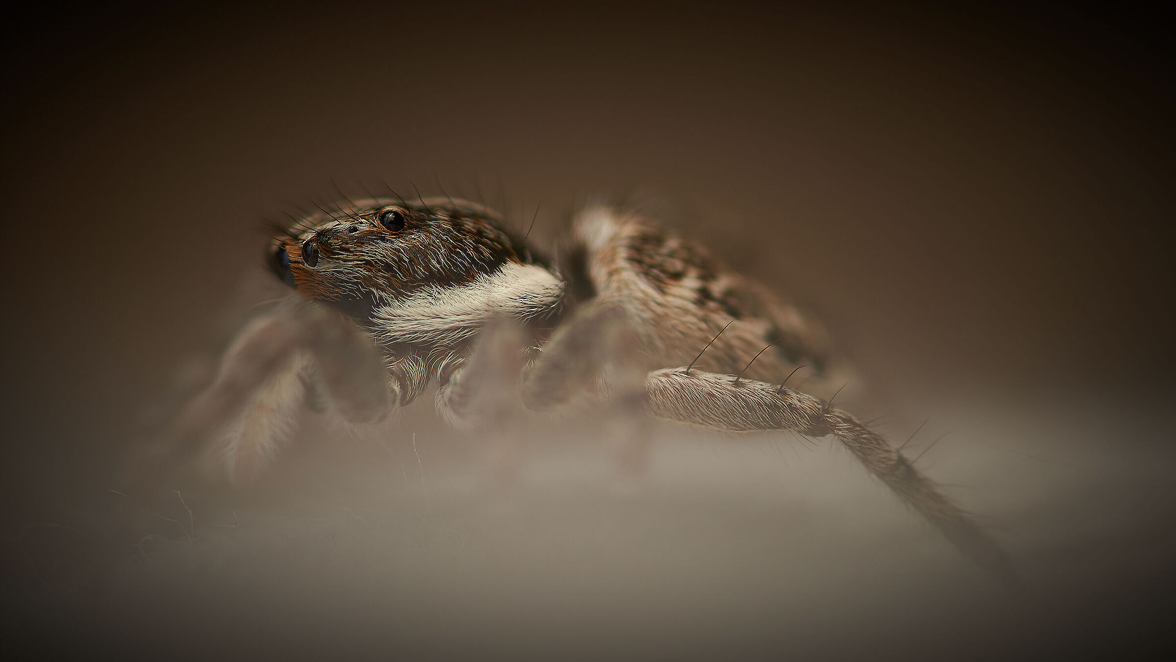 Salticidae