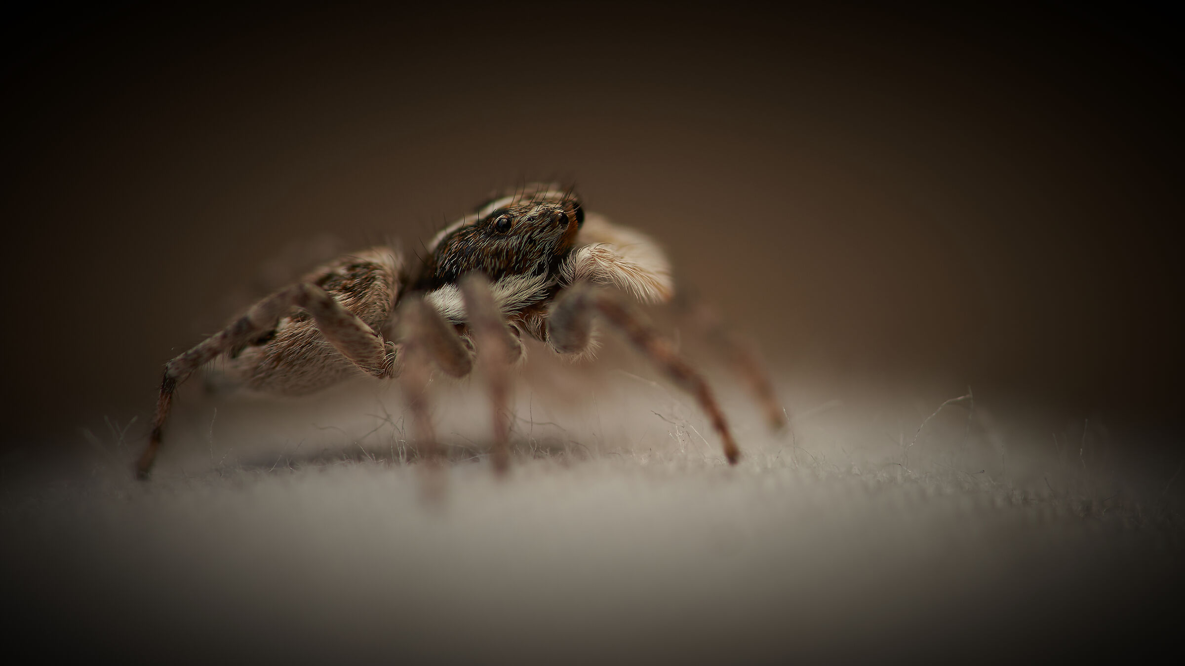 Salticidae